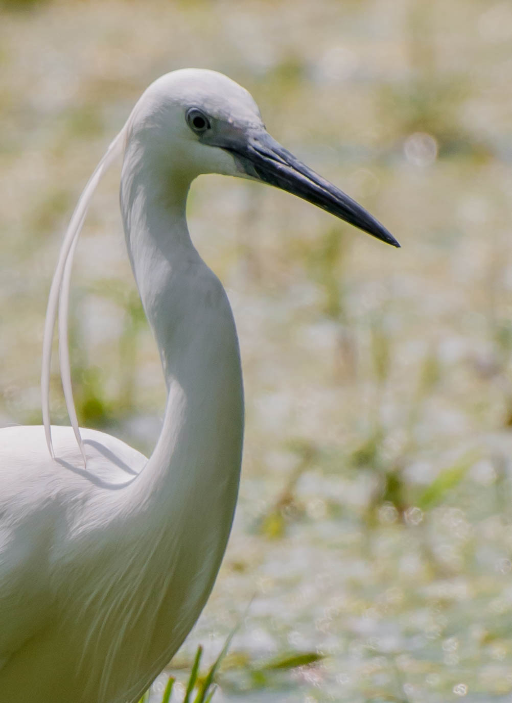 Egretta Garzetta in controluce