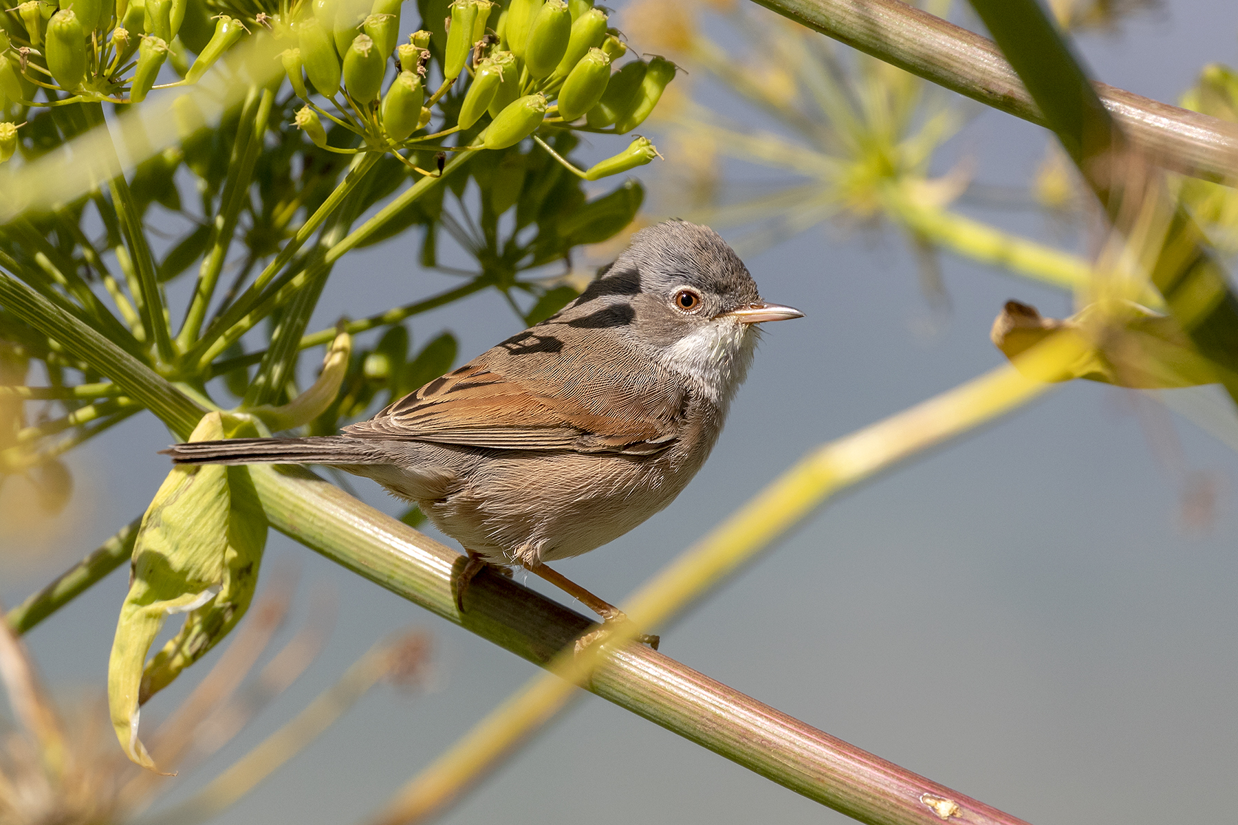 Always him (subalpine)