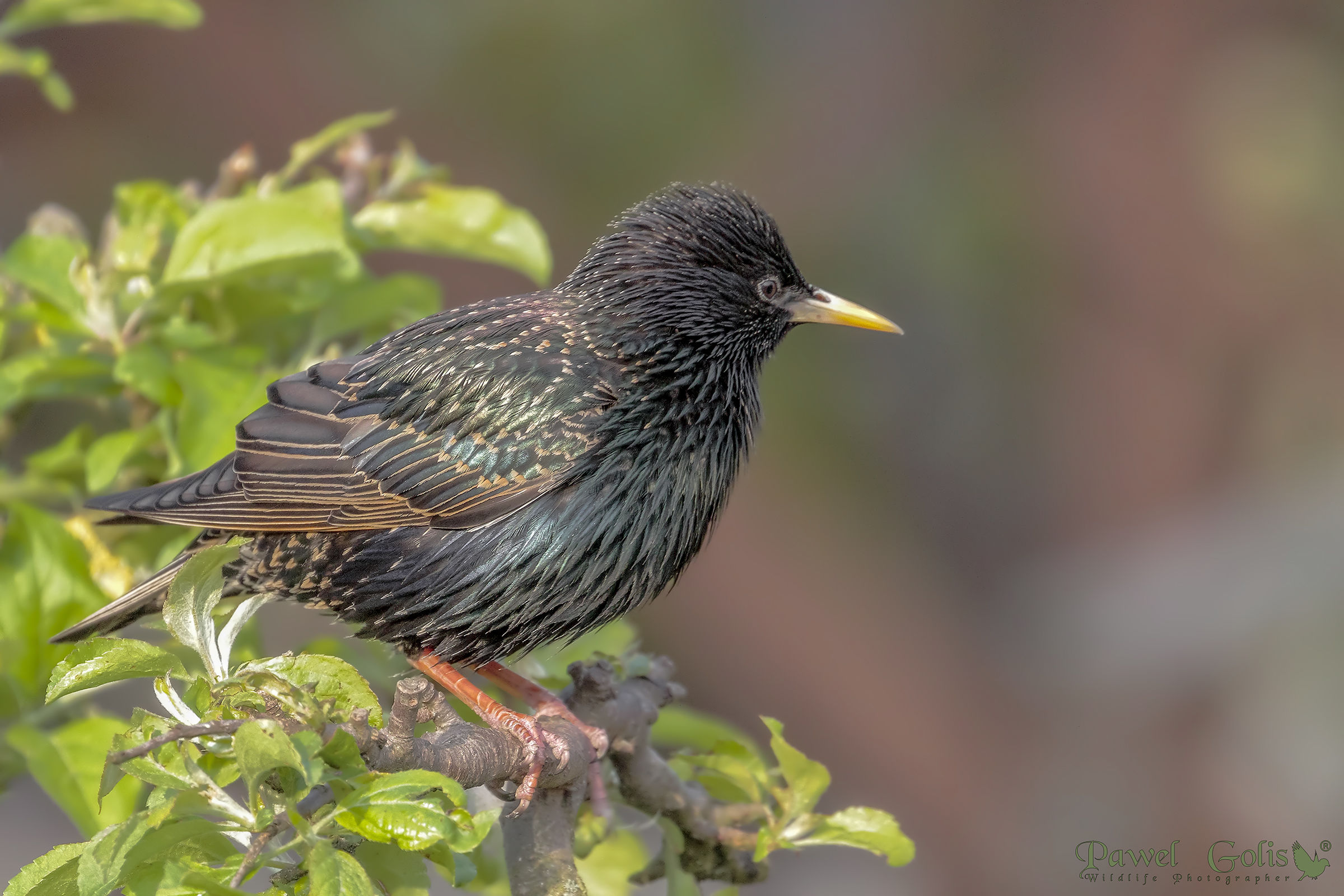 common starling (Sturnus vulgaris)