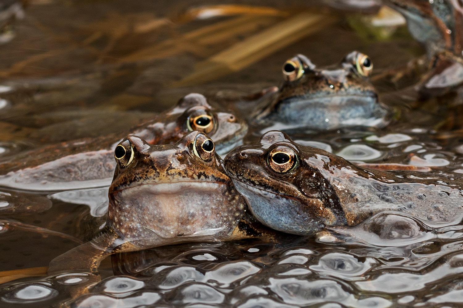 Ti devo dire una cosa all'orecchio