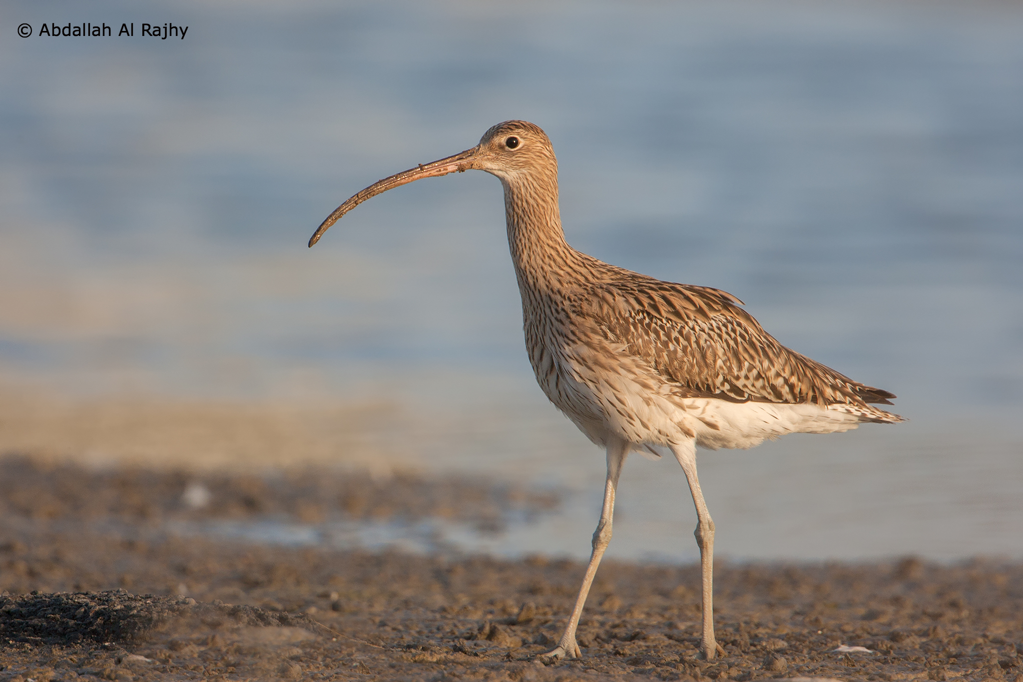 Curlew