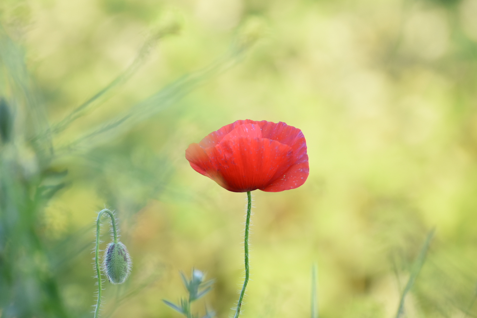 Because the poppies....