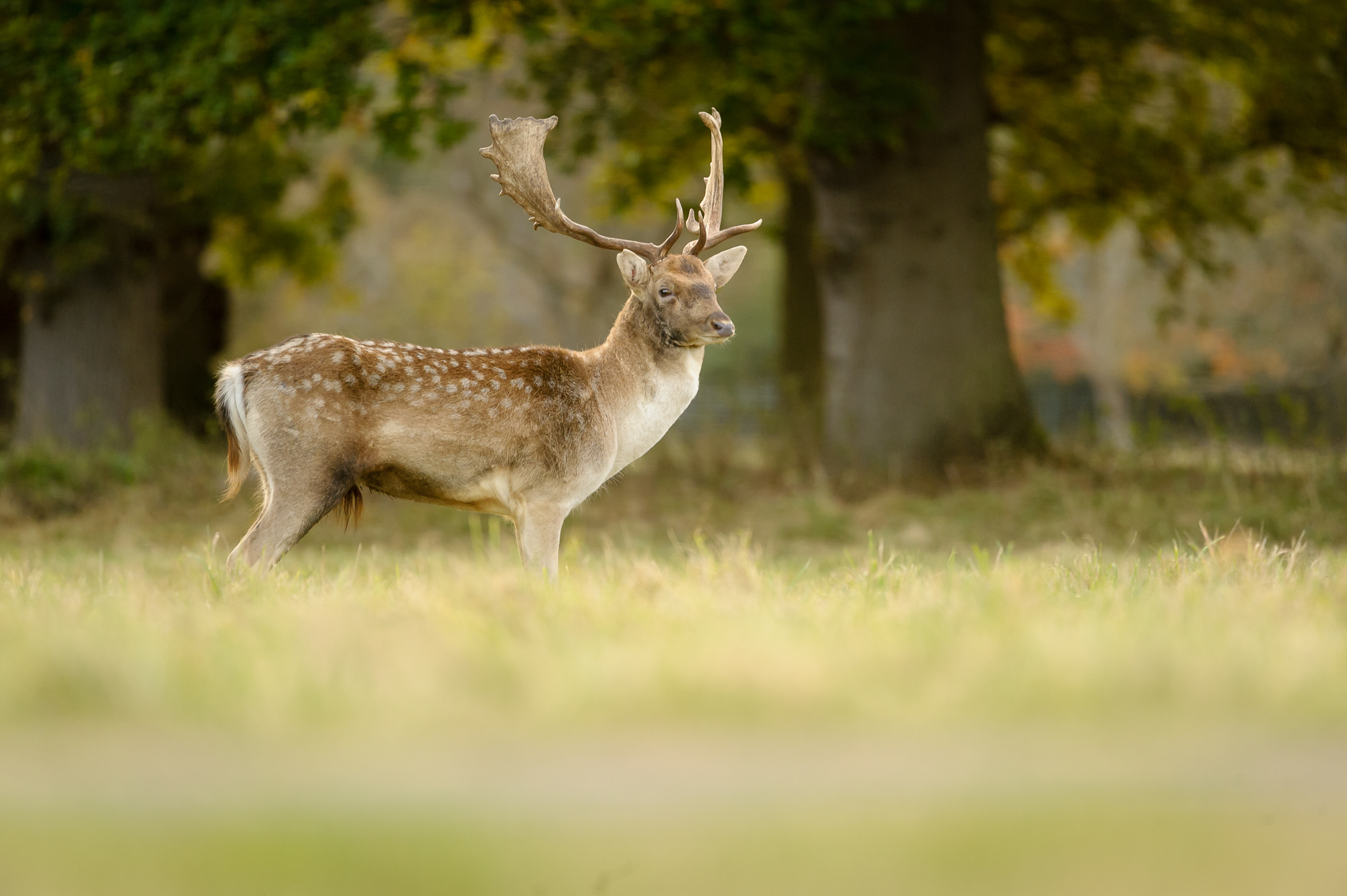 Fallow deer