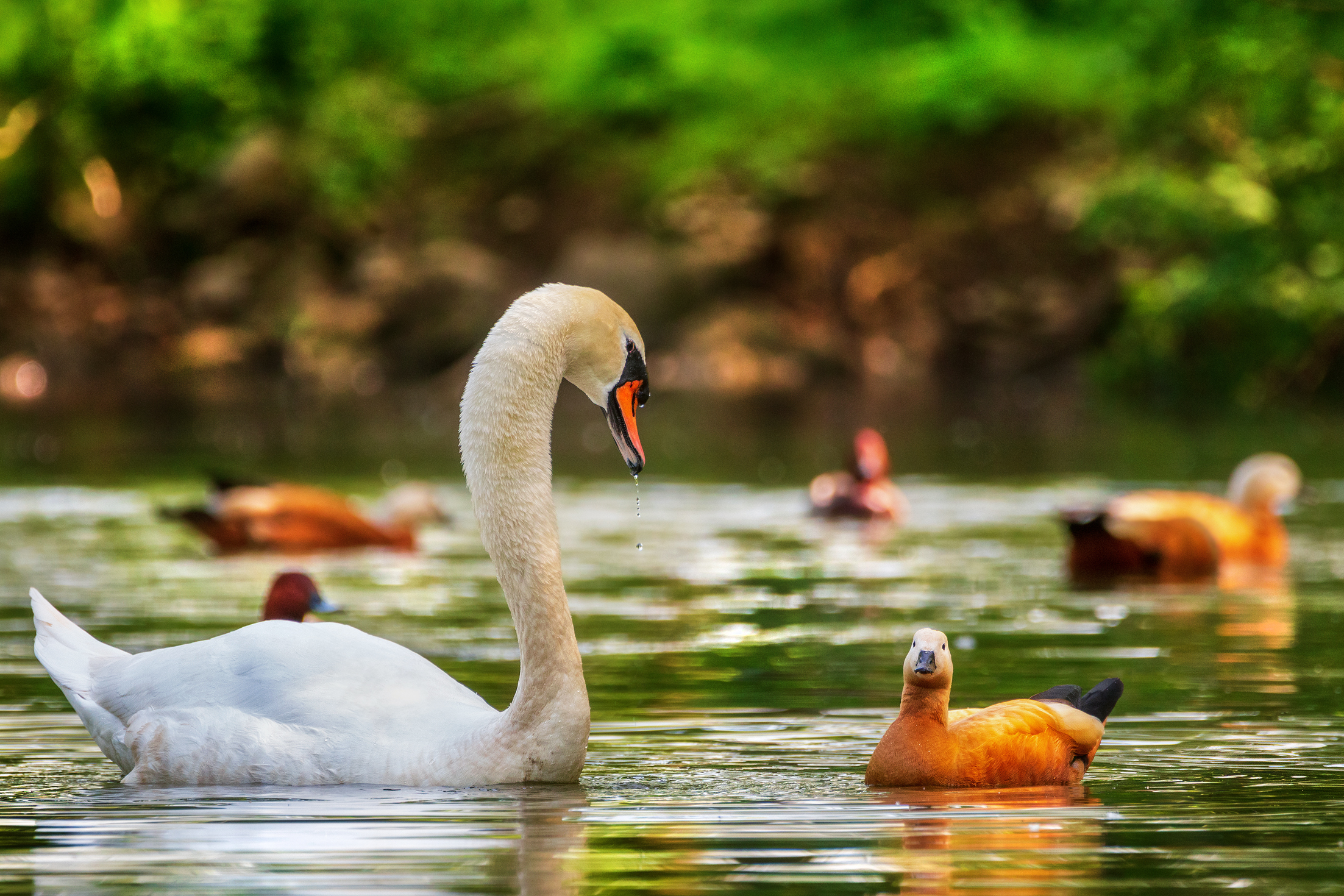 The Swan and the Casarsa