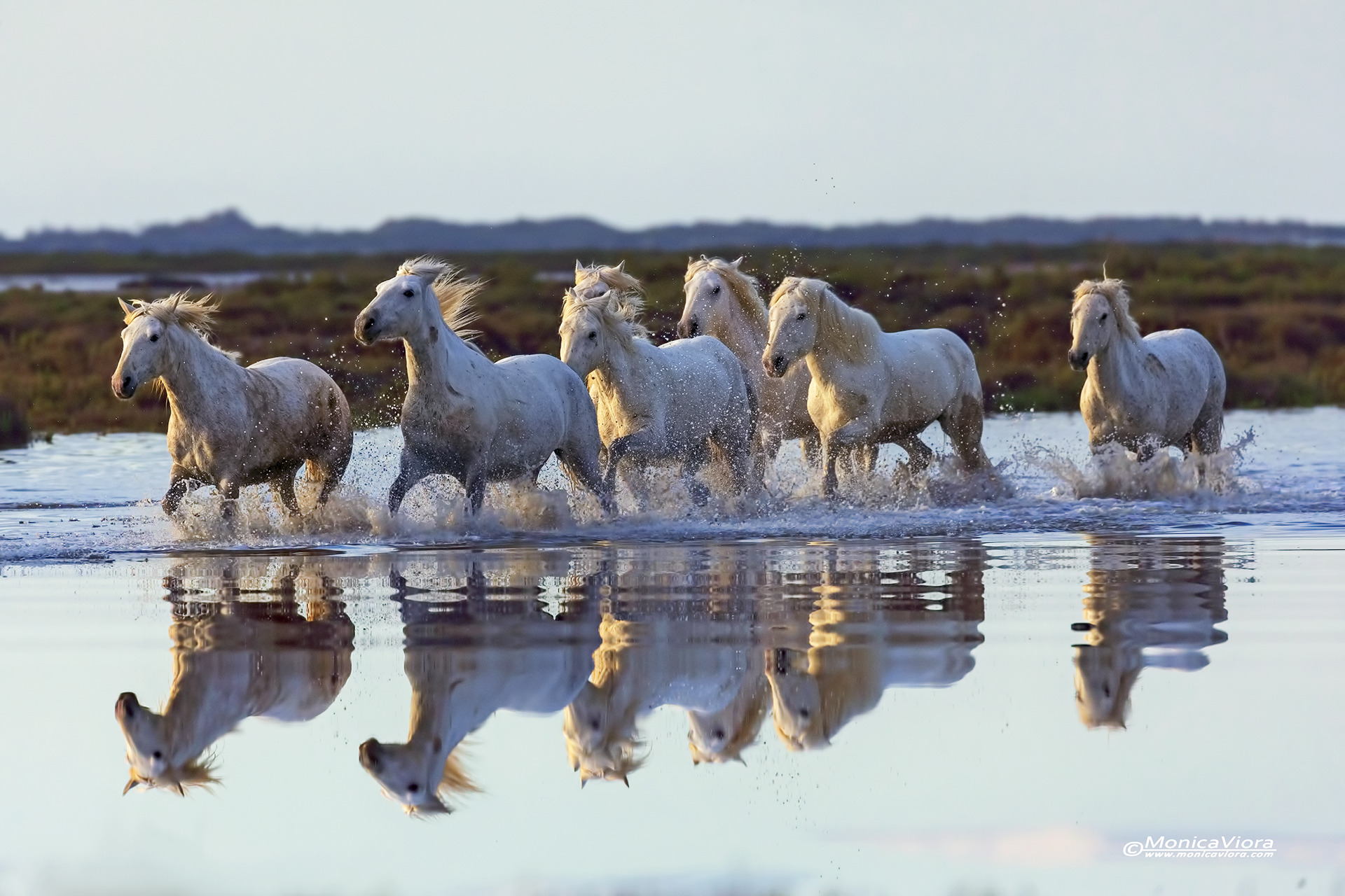 Camargue