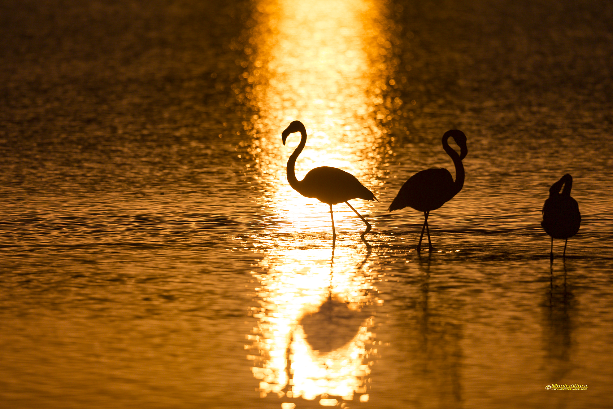 C'è che ama le luci della ribalta e chi no