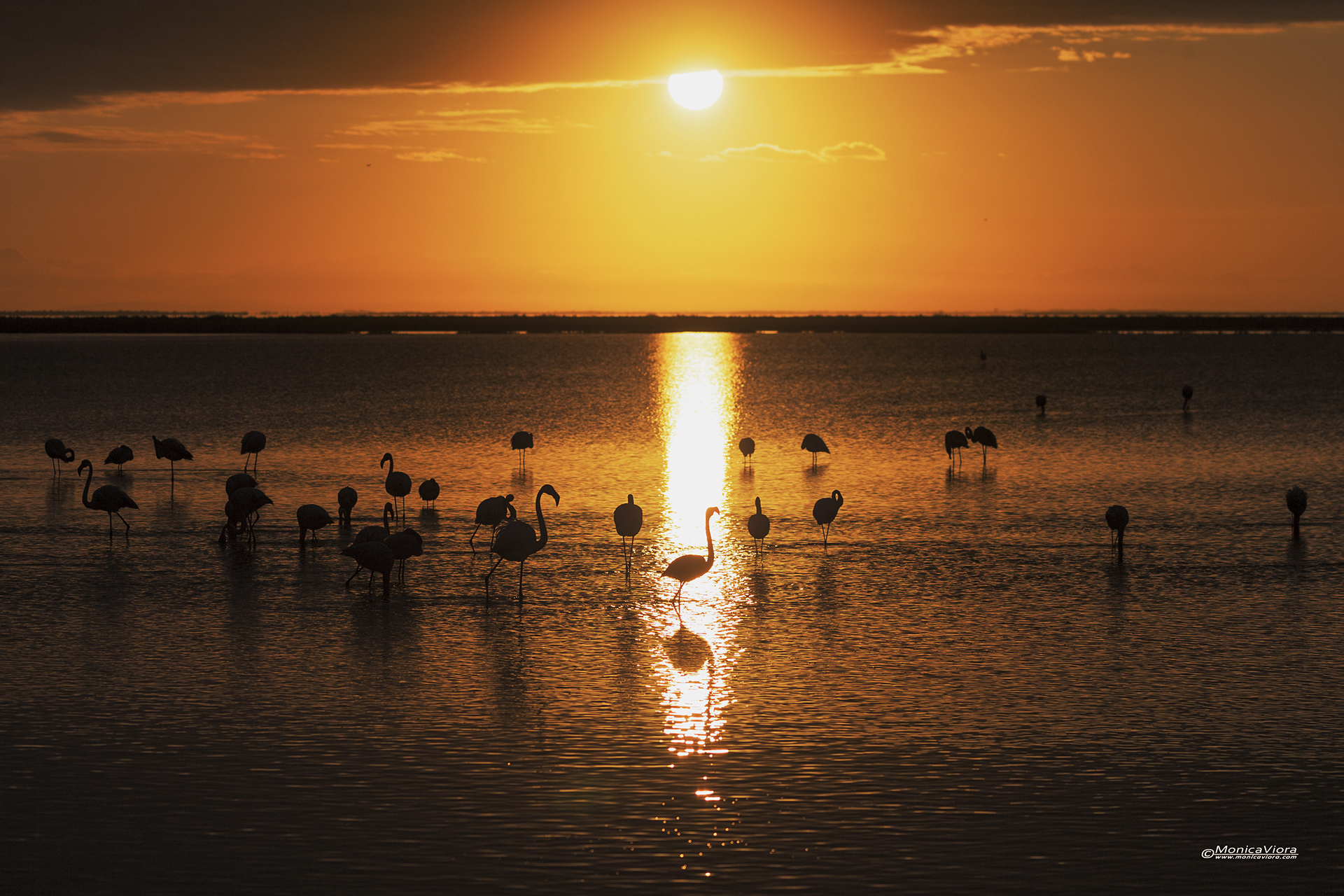 alba in camargue