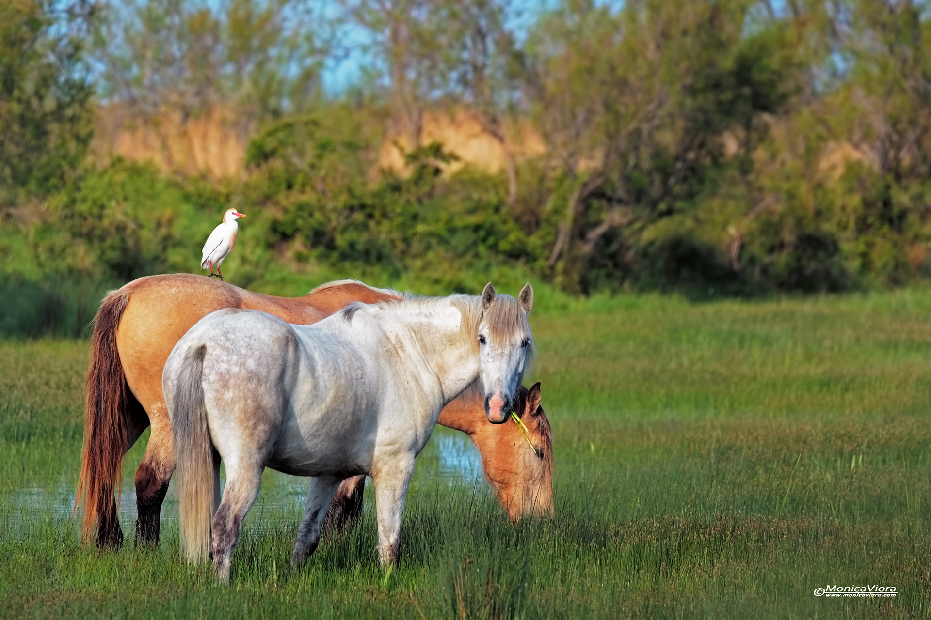 Tipi di Camargue