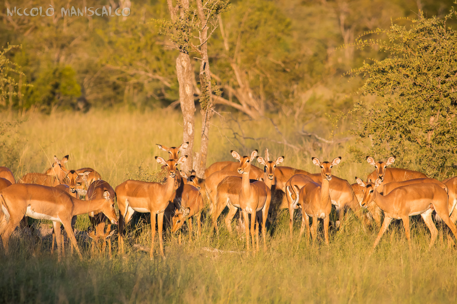 Luce Dorata per gli Impala al Tramonto (Sudafrica)