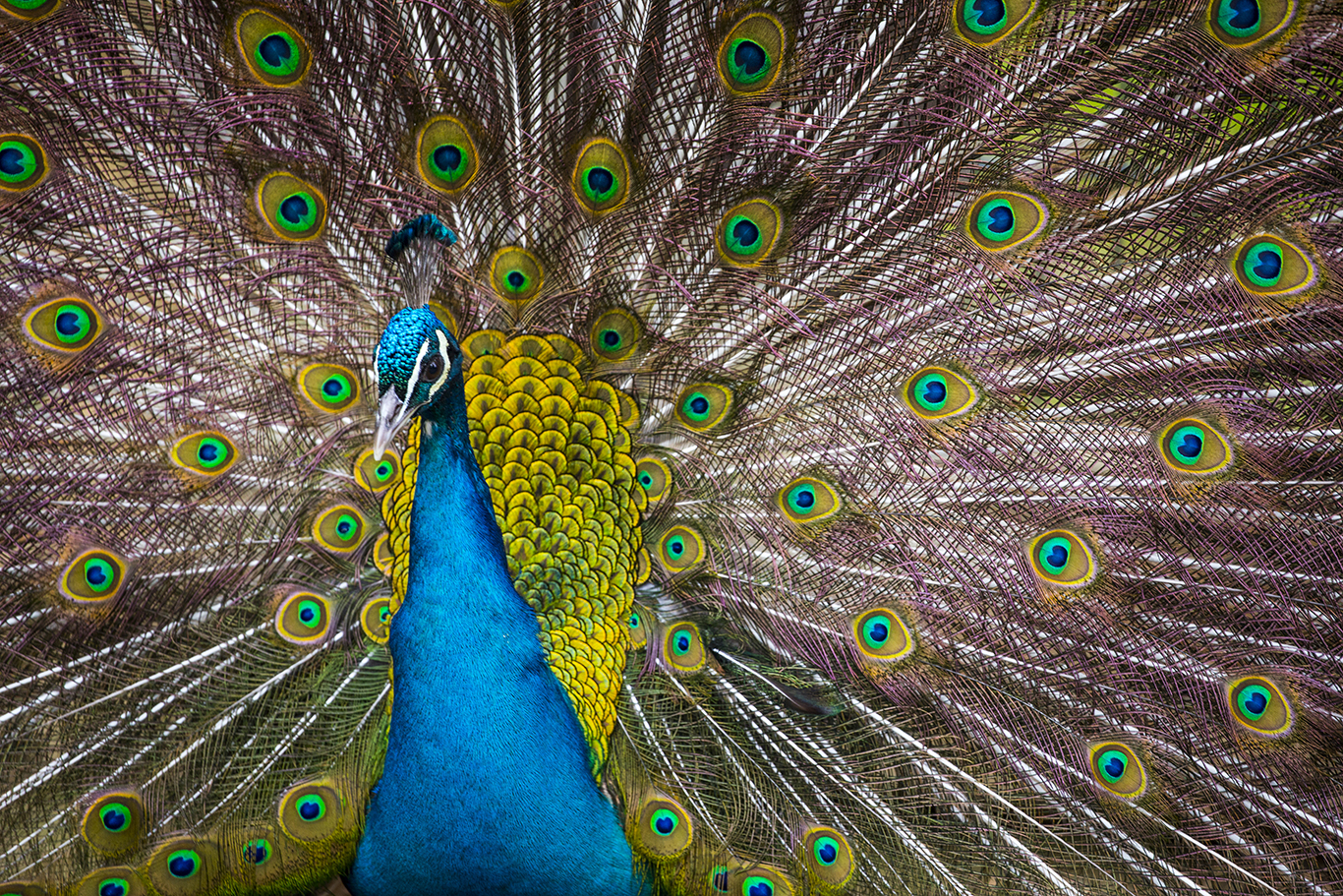 Peacock