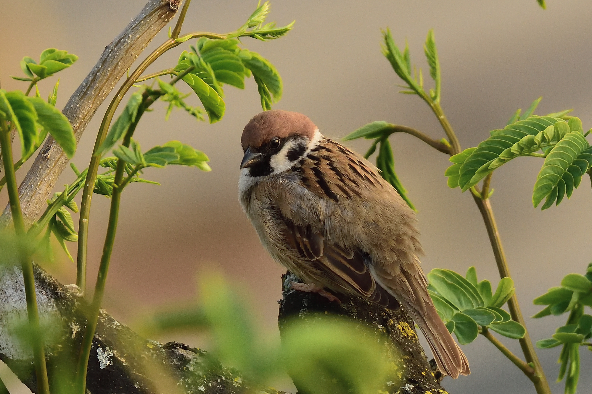 Sparrow