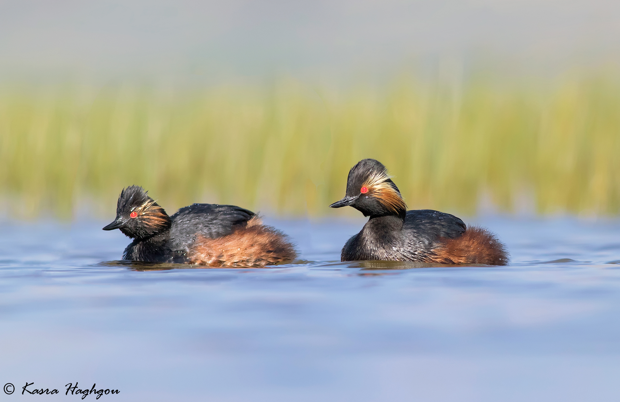 Black-necked Grebe