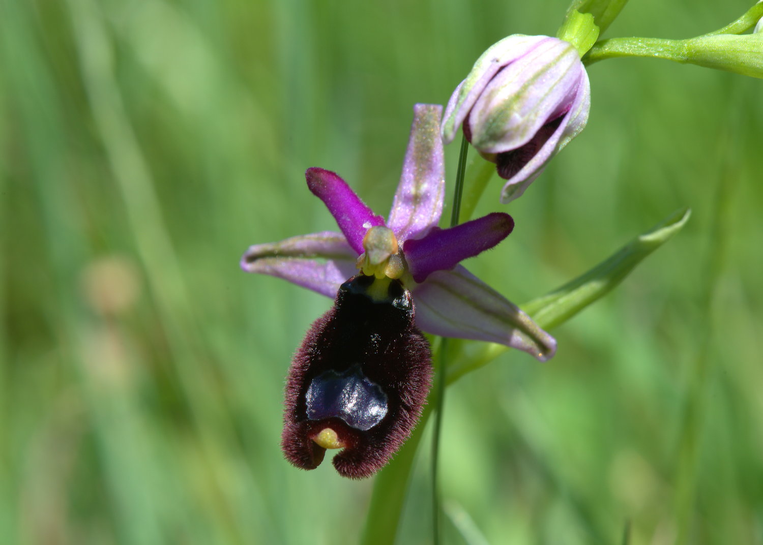 Ophrys Bailey