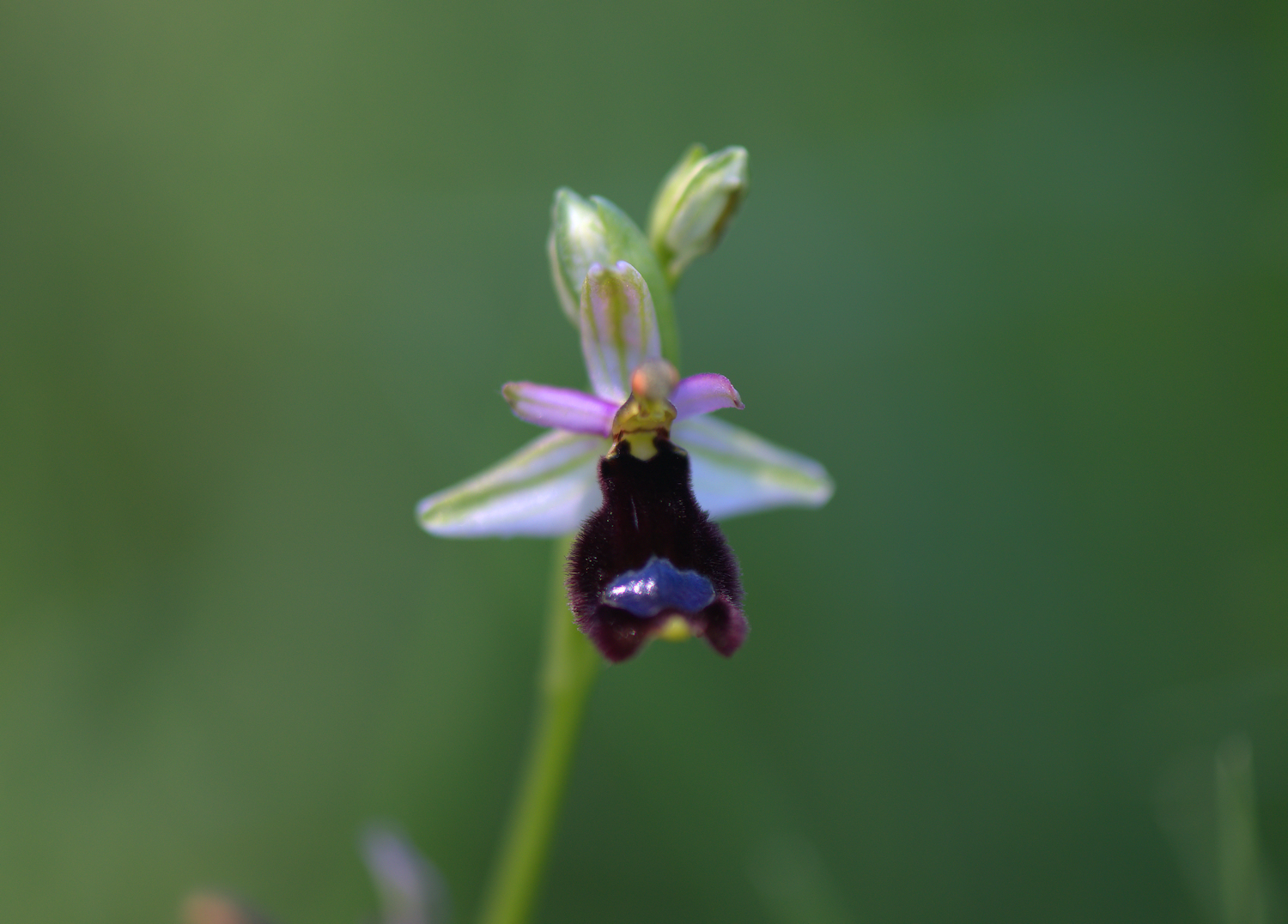 Ophrys Bailey