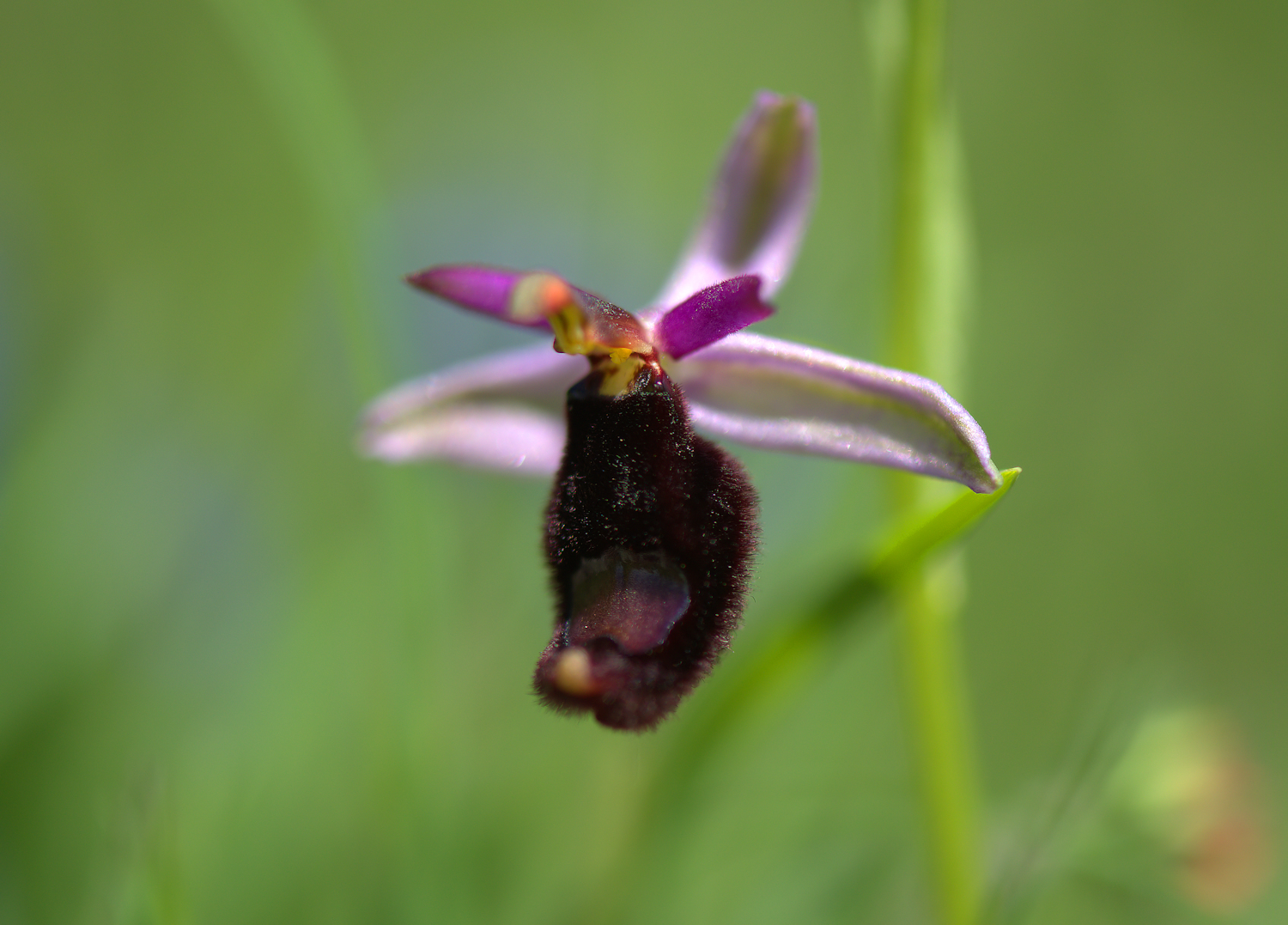 Ophrys Bailey