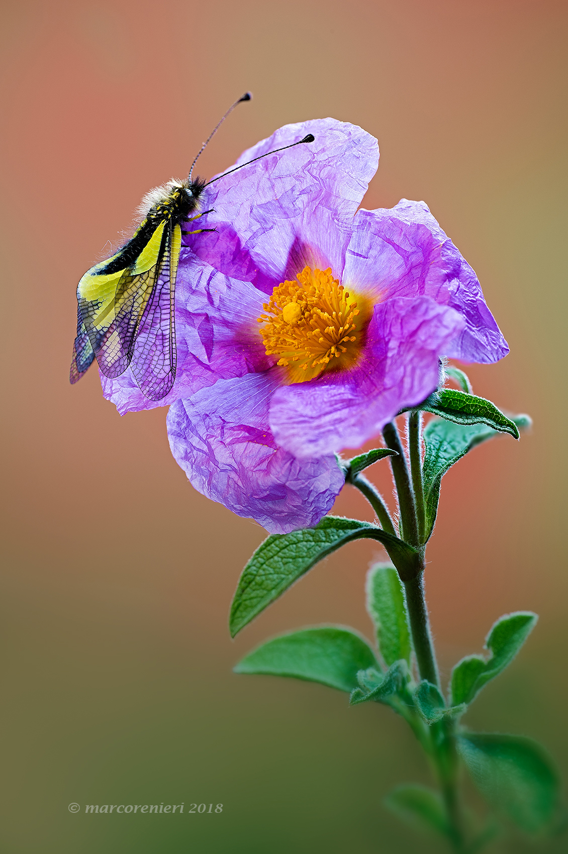 Libelloides Coccajus on Flower of Cistus.