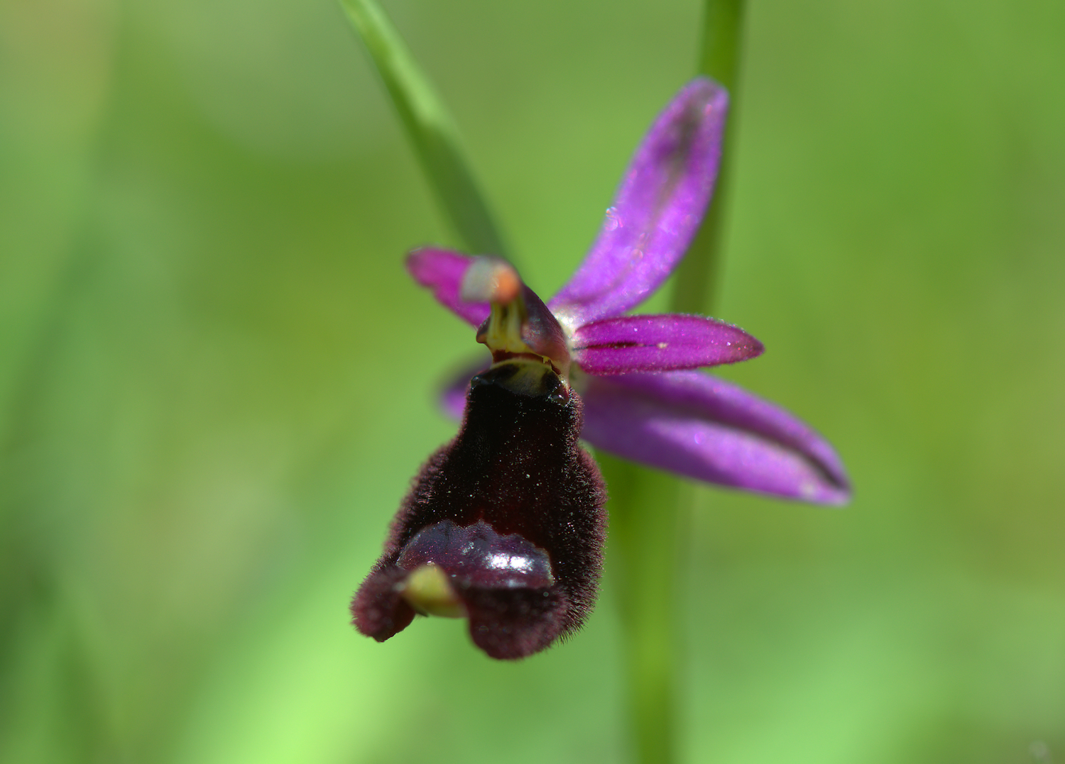 Ophrys Bailey