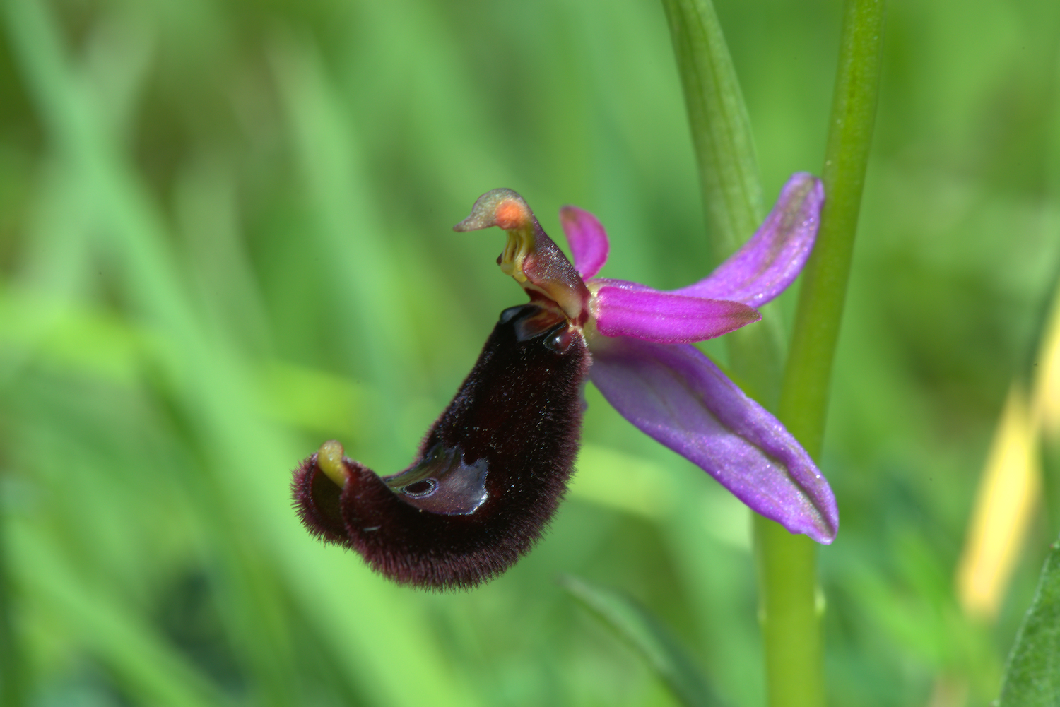 Ophrys bertoloni
