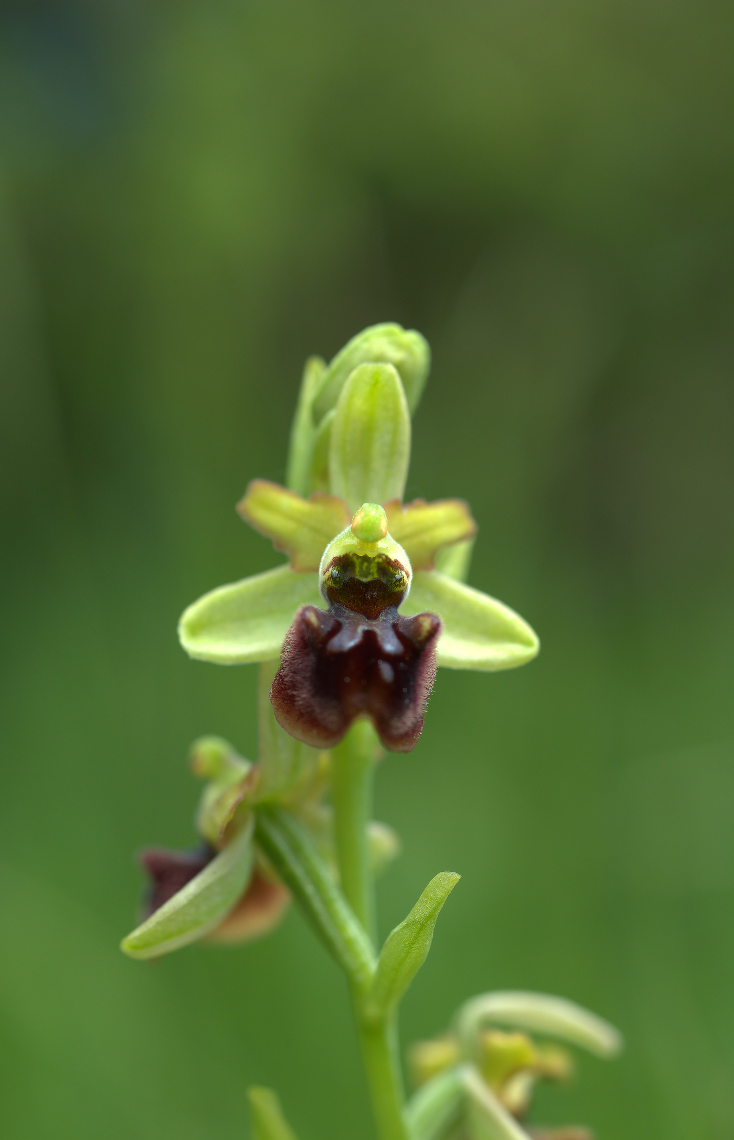 Ophrys sphegodes