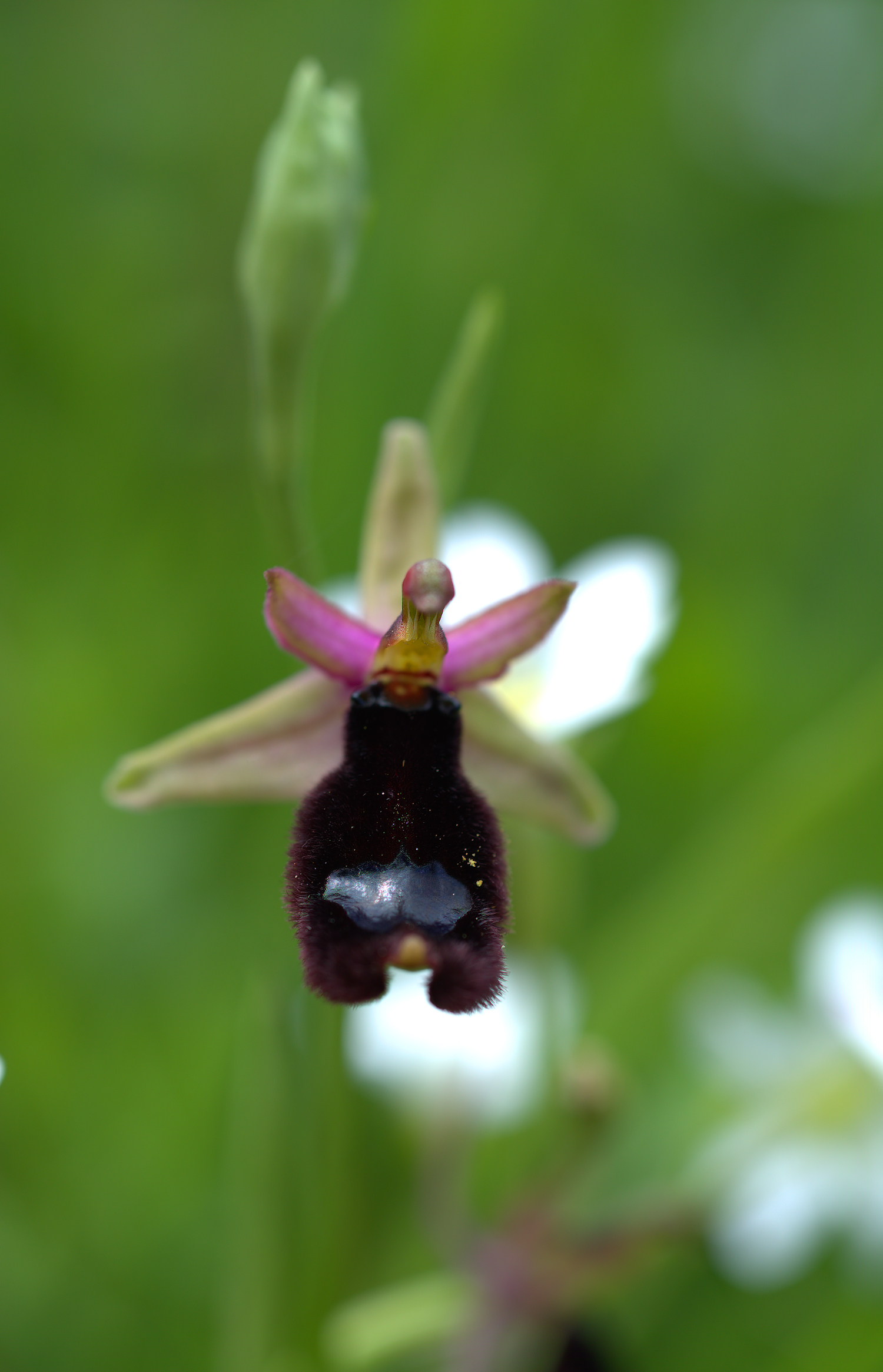 Ophrys Bailey