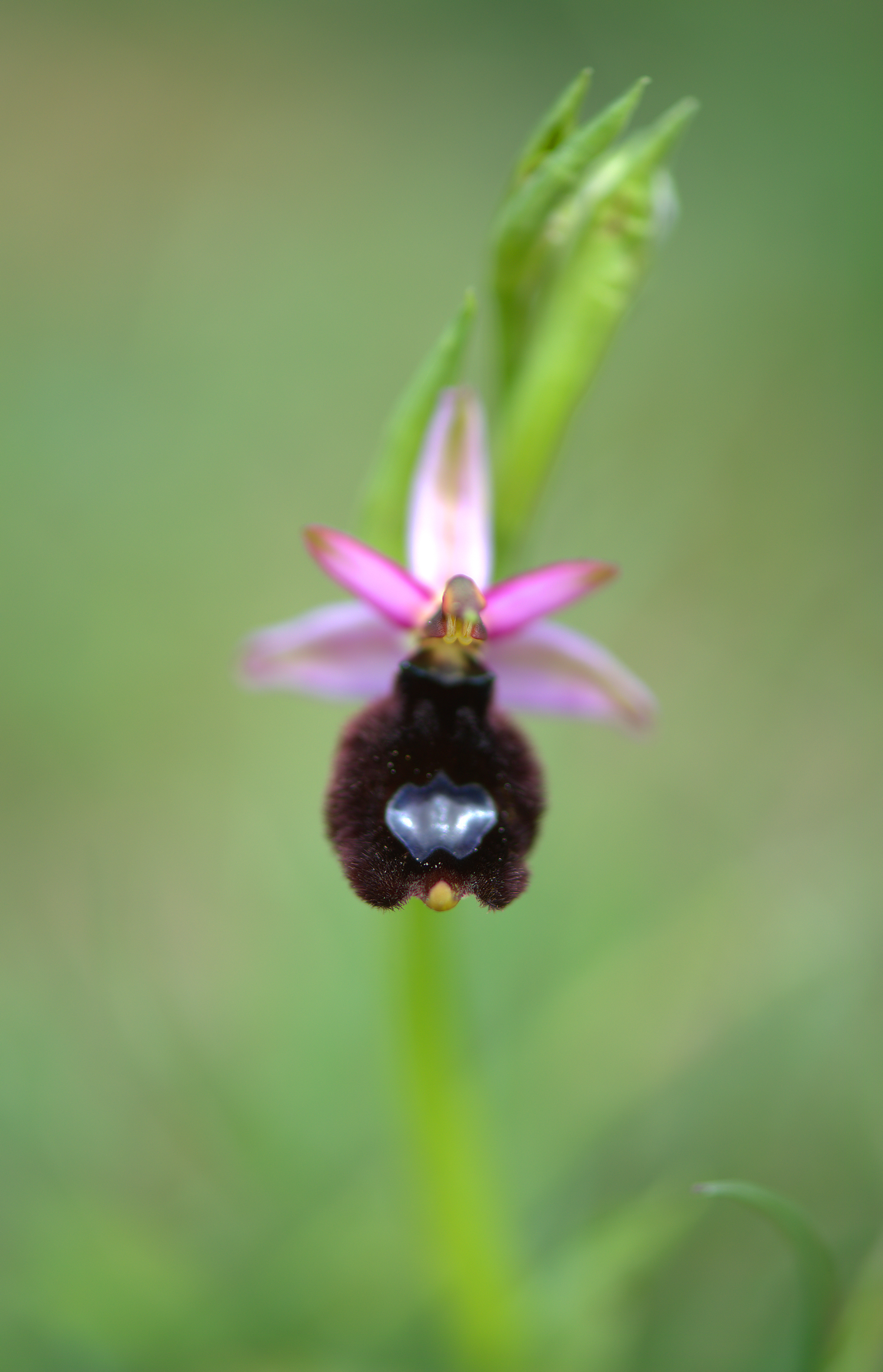 Ophrys Bailey