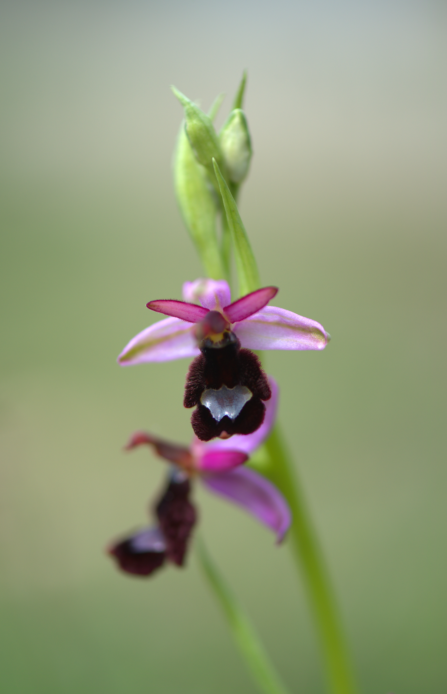 Ophrys Bailey