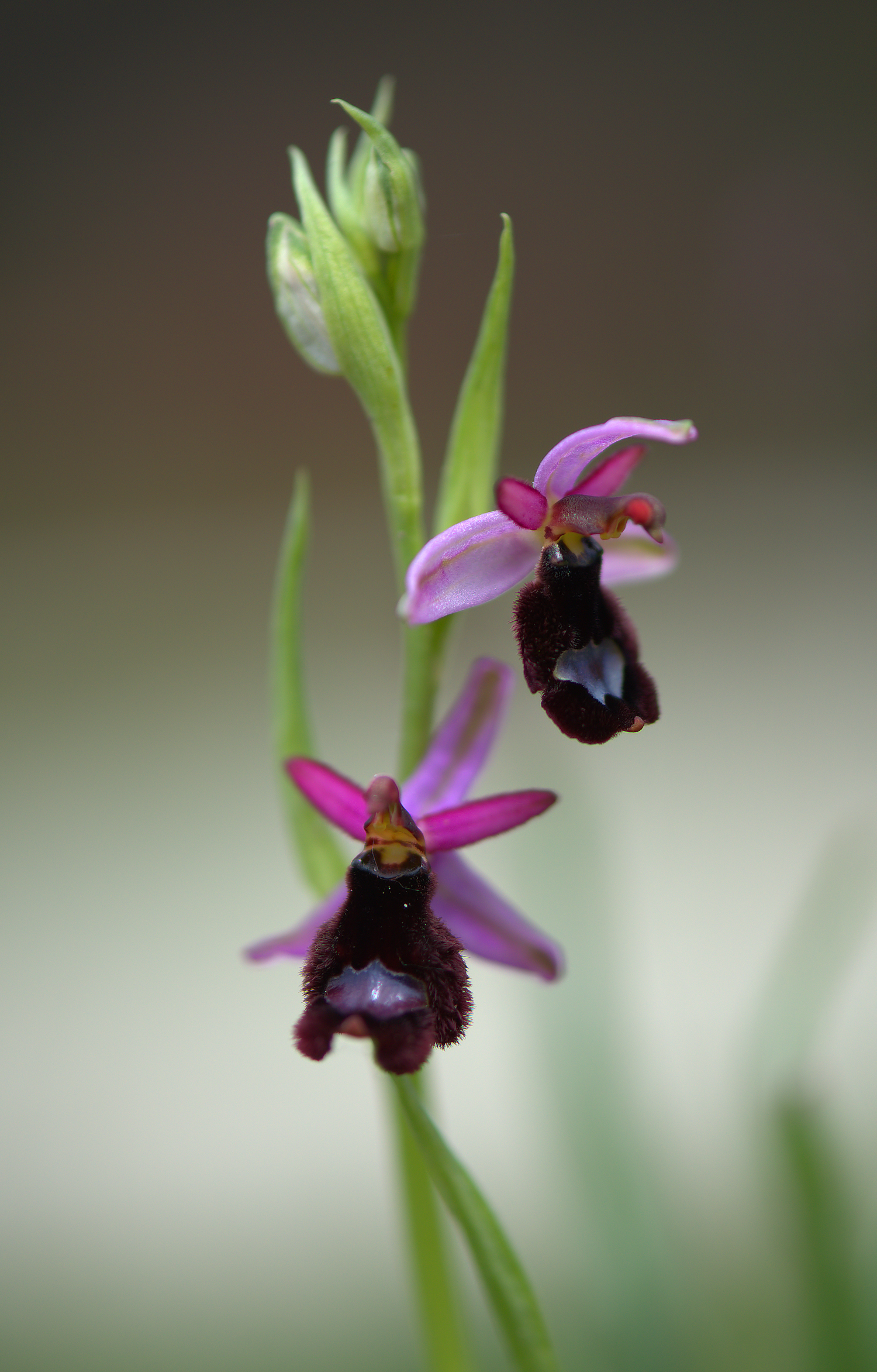 Ophrys bertoloni
