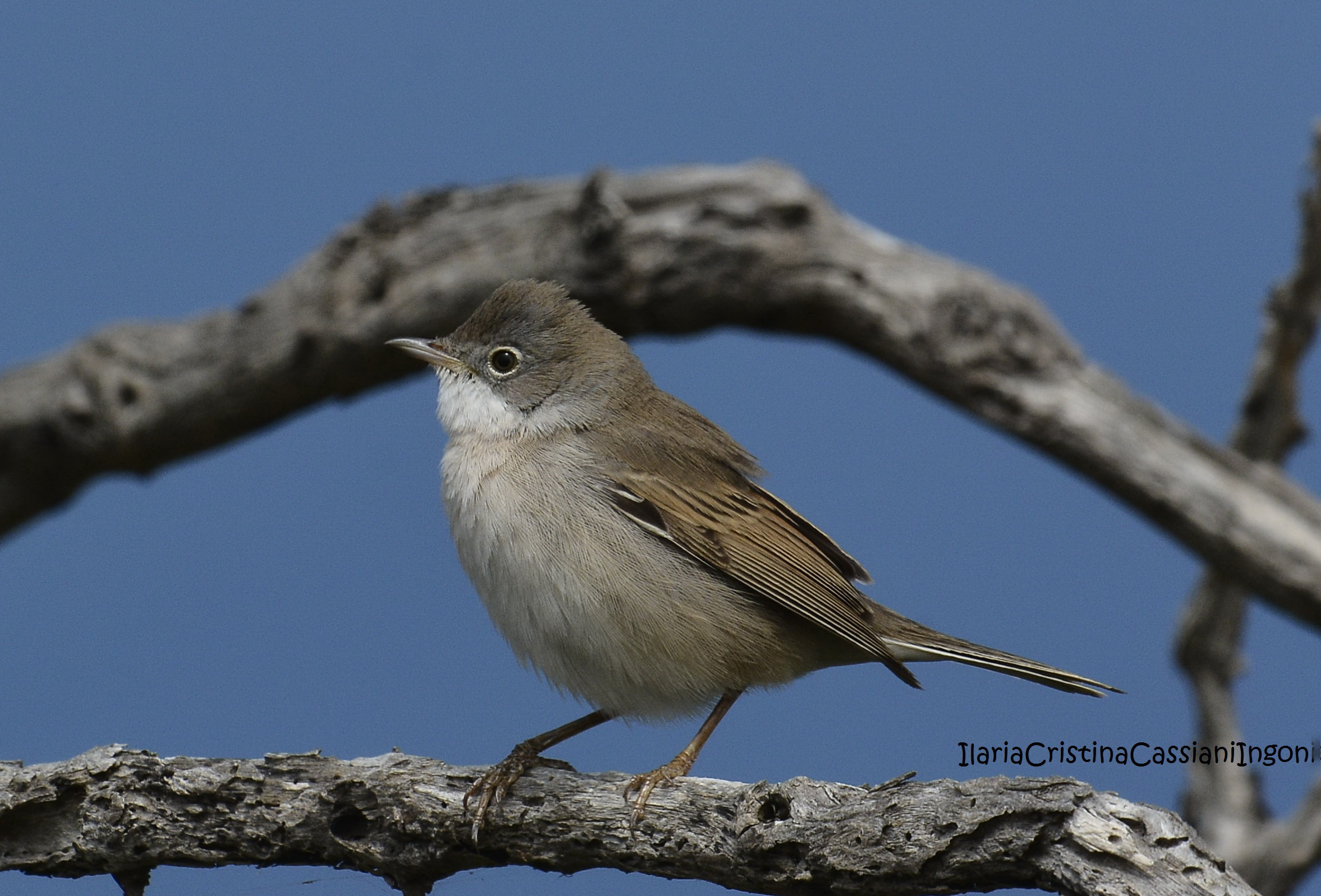 Whitethroat