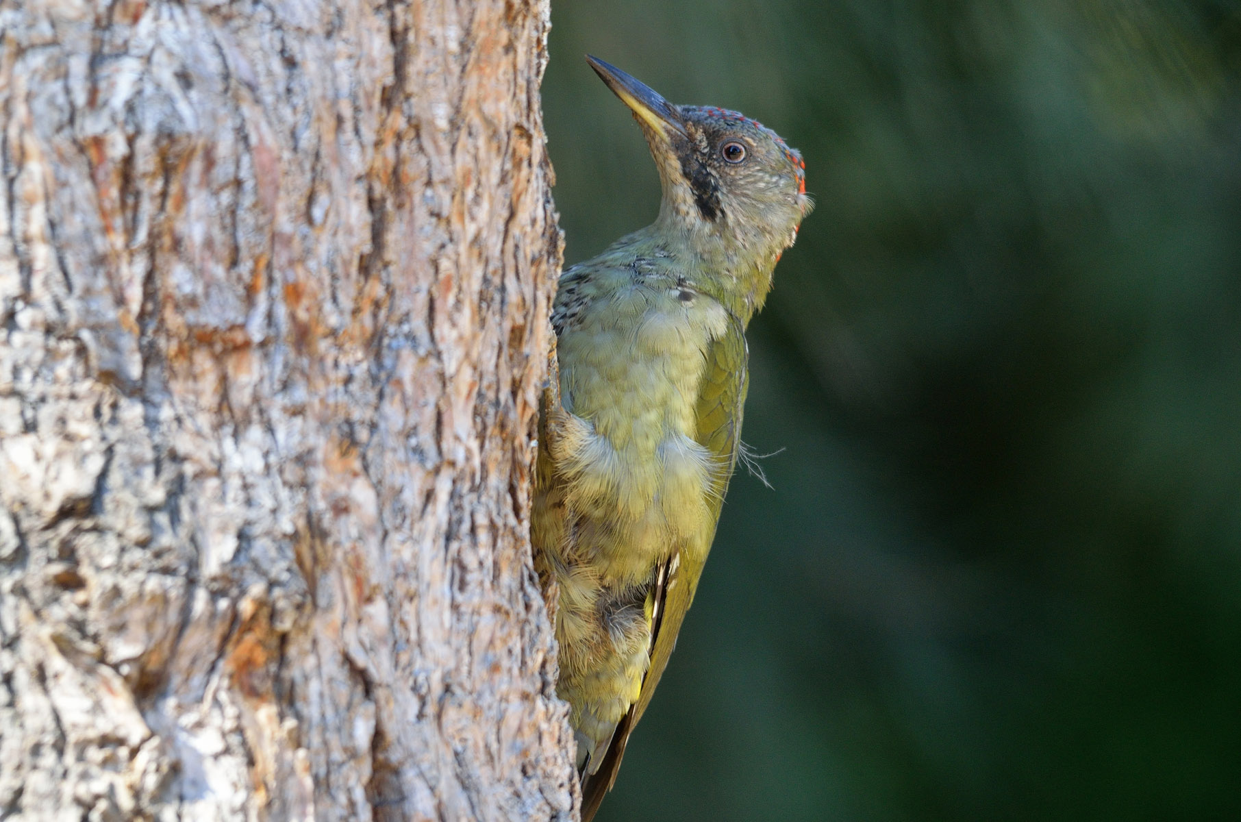Picus viridis