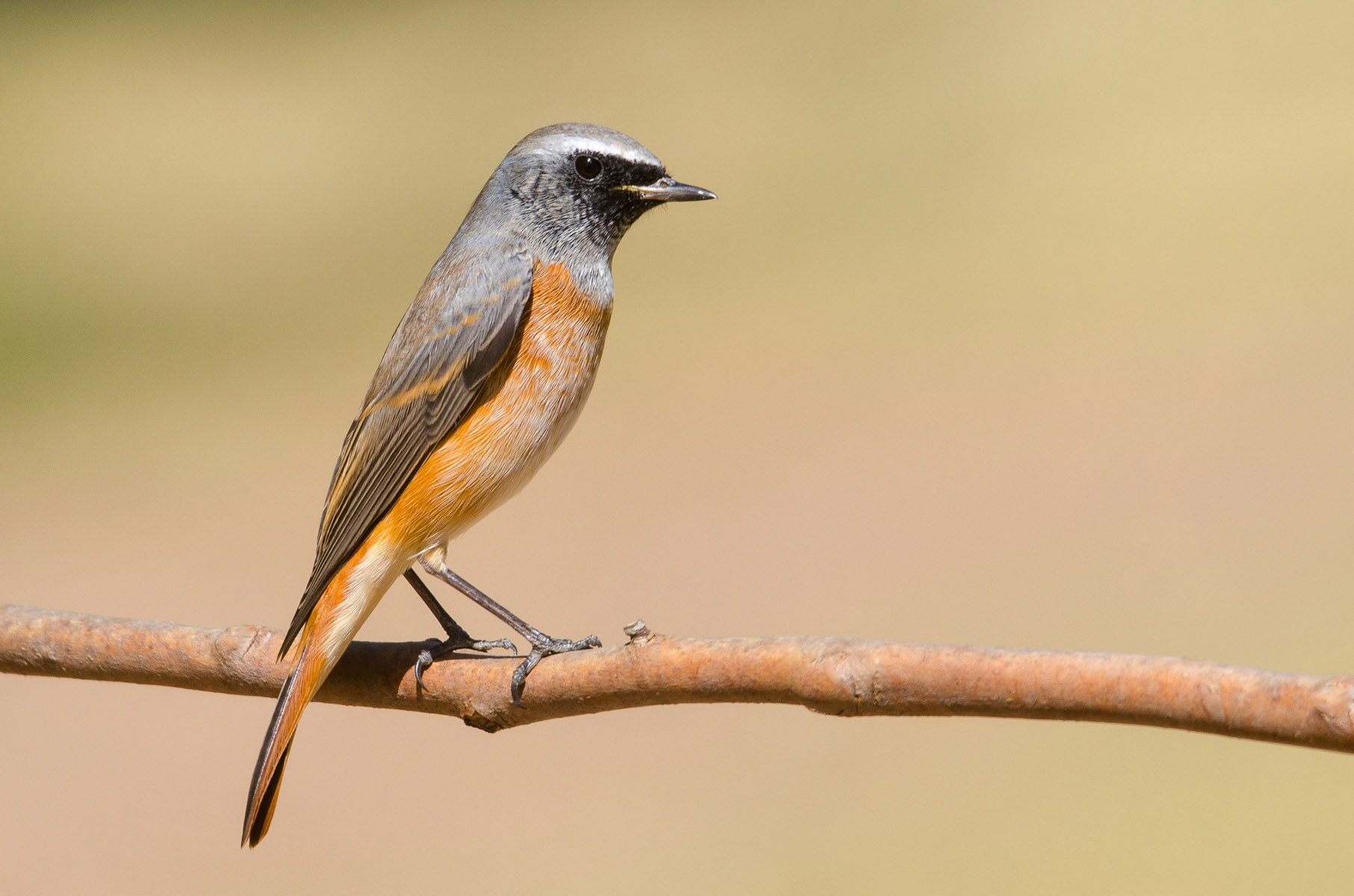 Phoenicurus phoenicurus