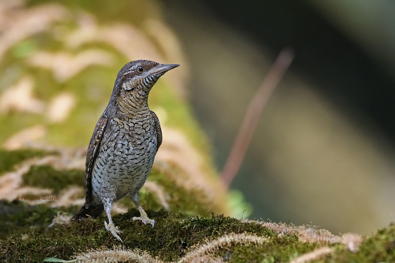 Jynx torquilla (Torcicollo)