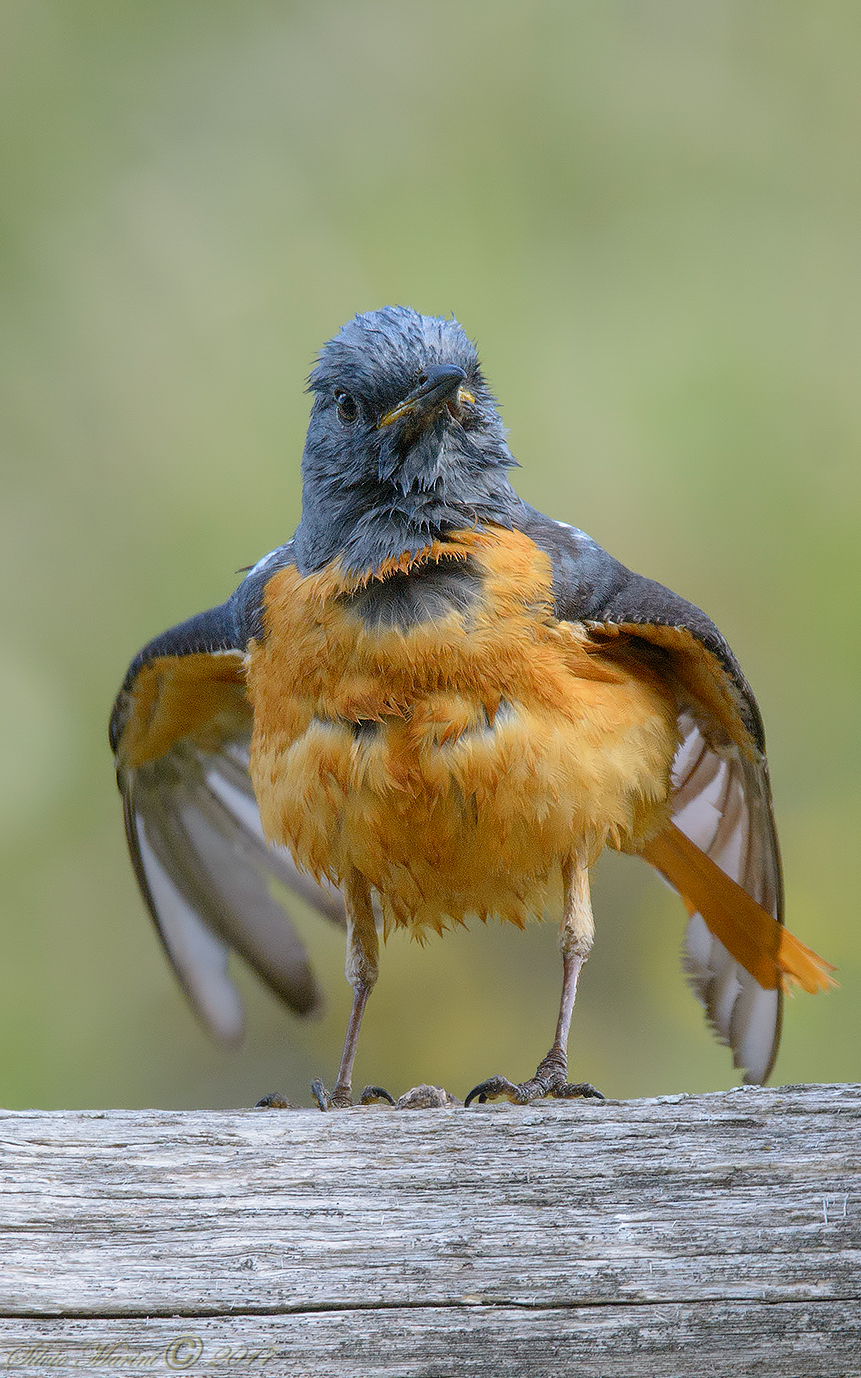 Codirossone (Monticola saxatilis)