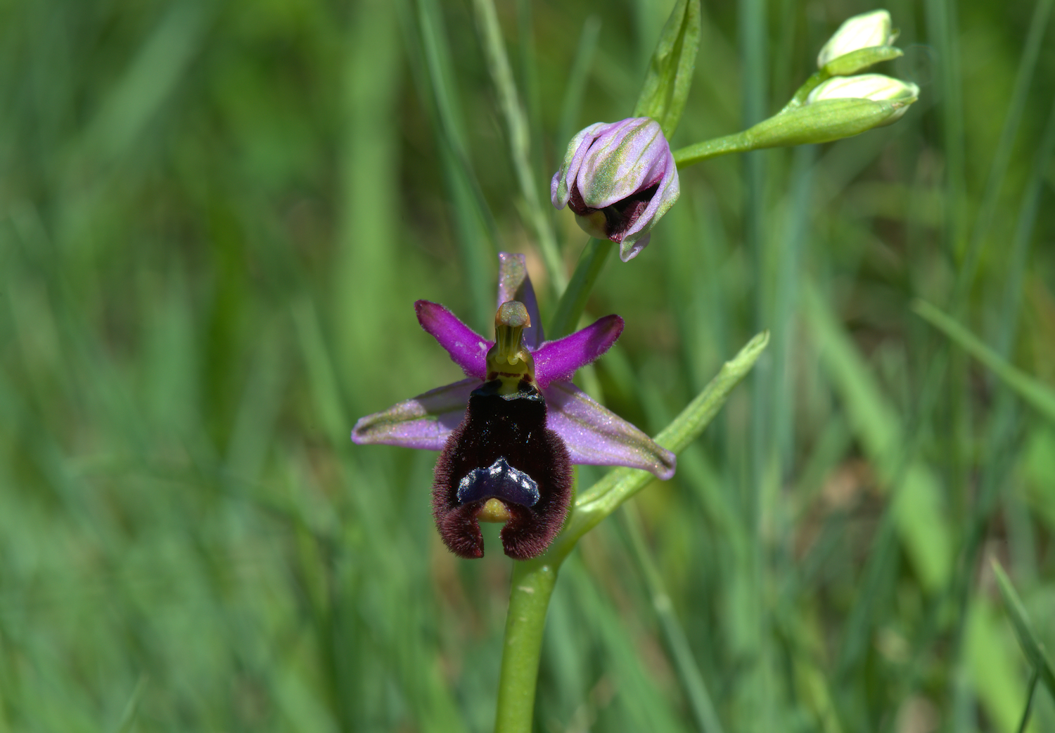 Ophrys Bailey