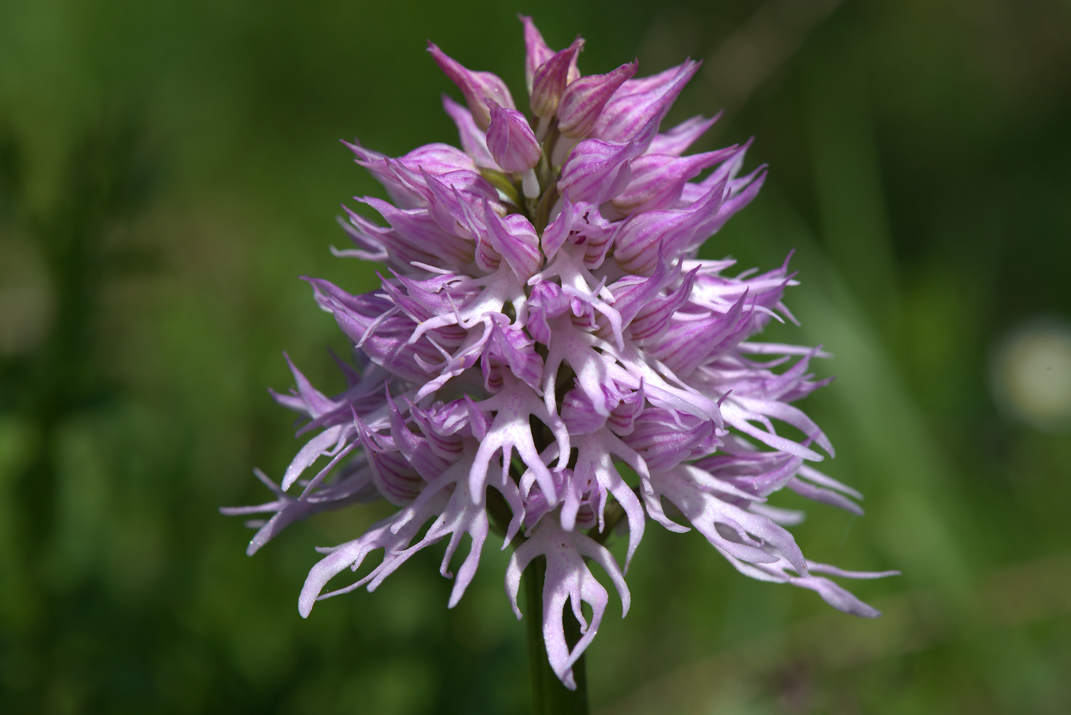 Tridentate Orchis