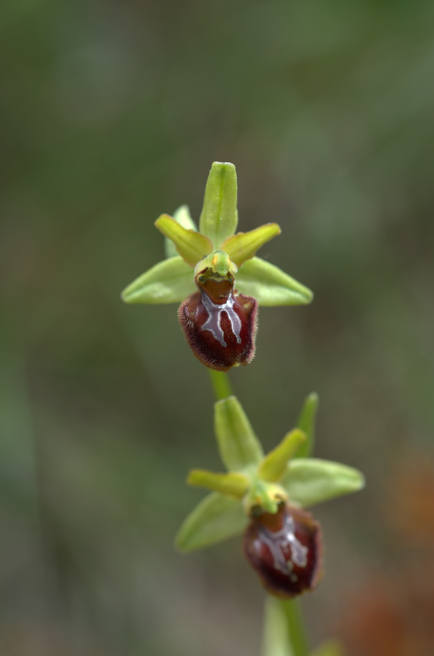 Ophrys sphegodes