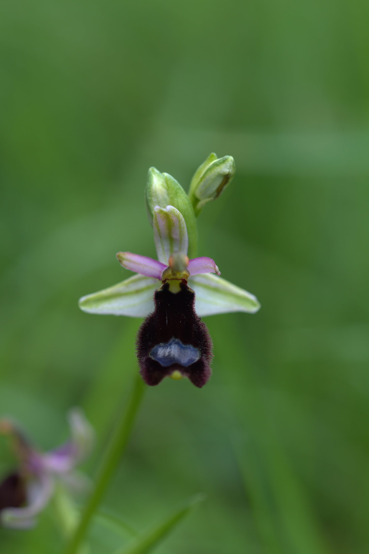 Ophrys Bailey