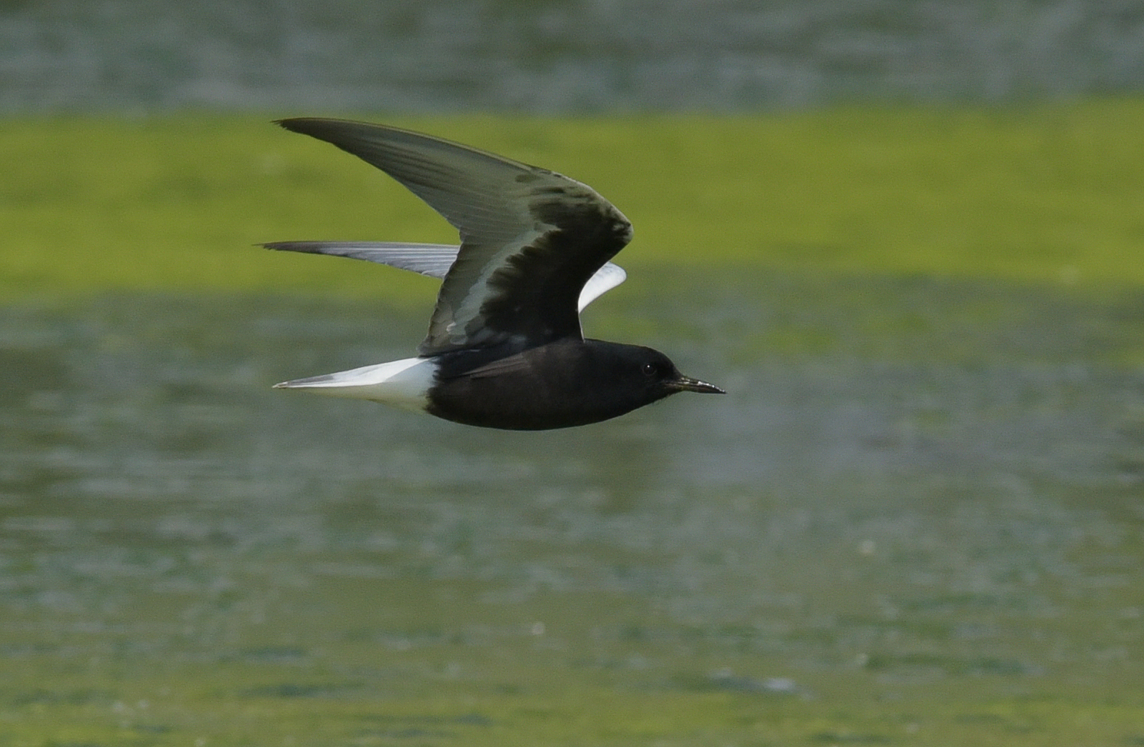 Tern White wings and the Masters of Impressionism