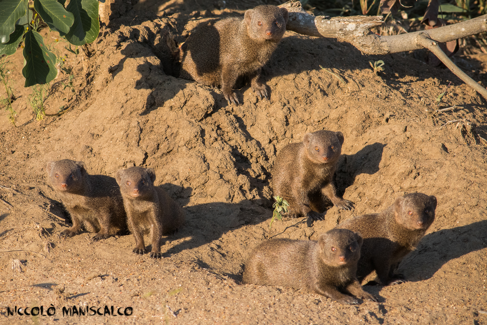 Mongooses (South Africa #5)