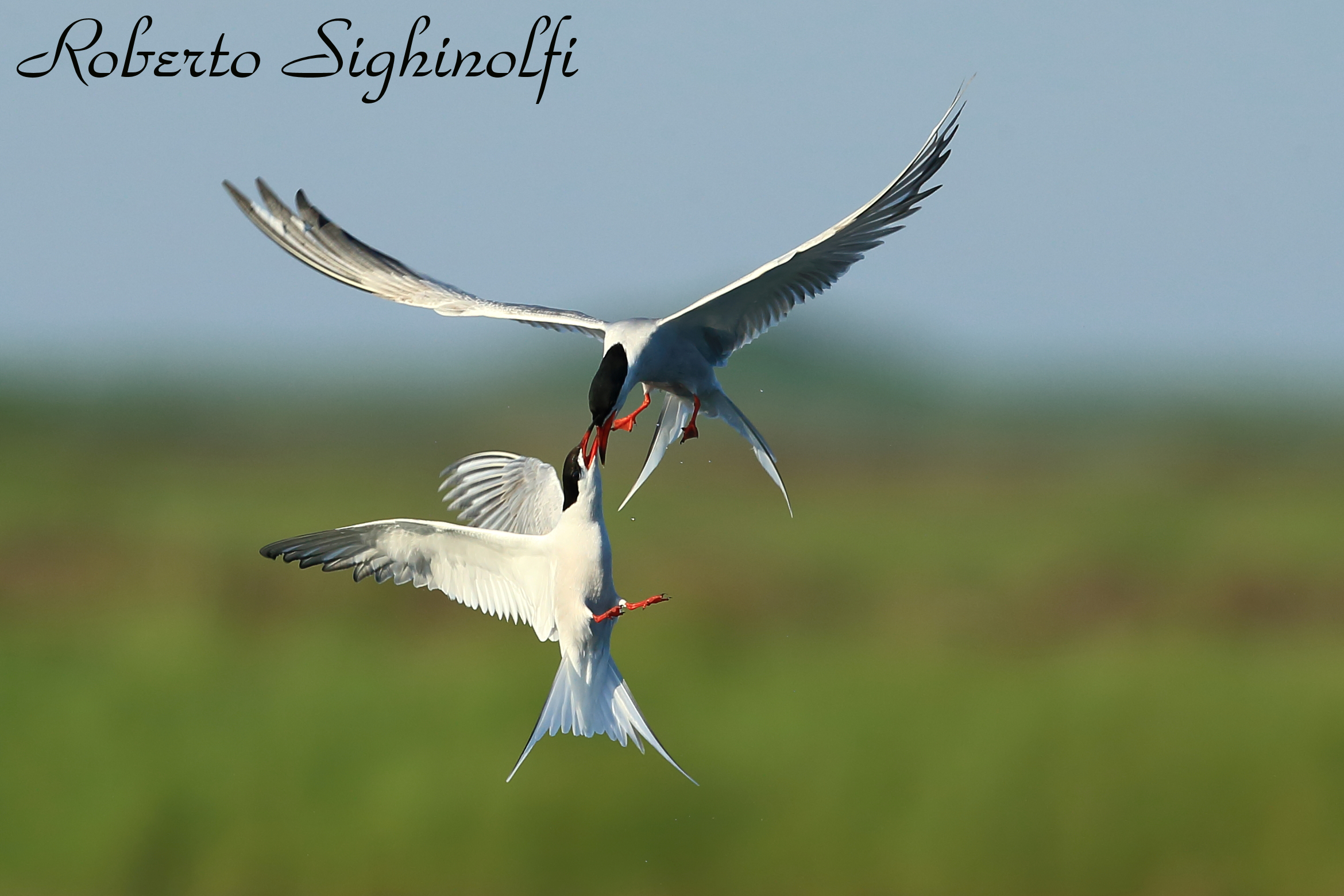 Courtship sequence 1