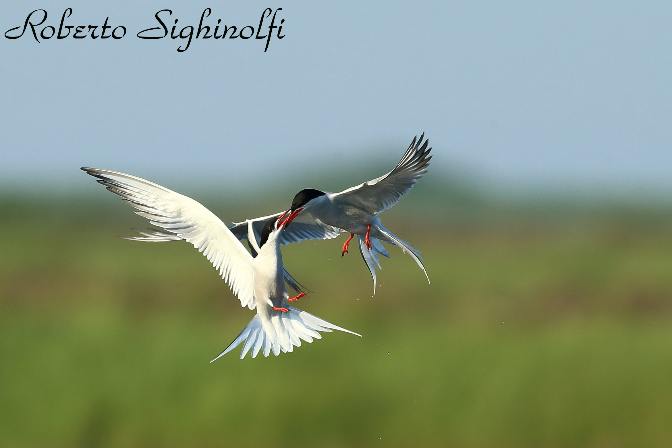 Courtship sequence 2