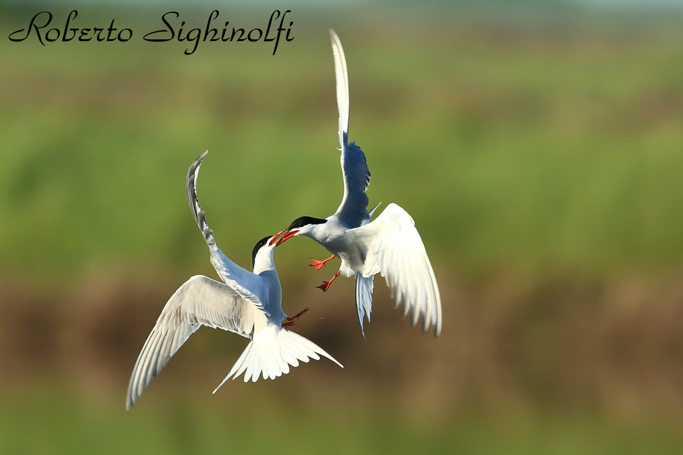 Courtship sequence 3