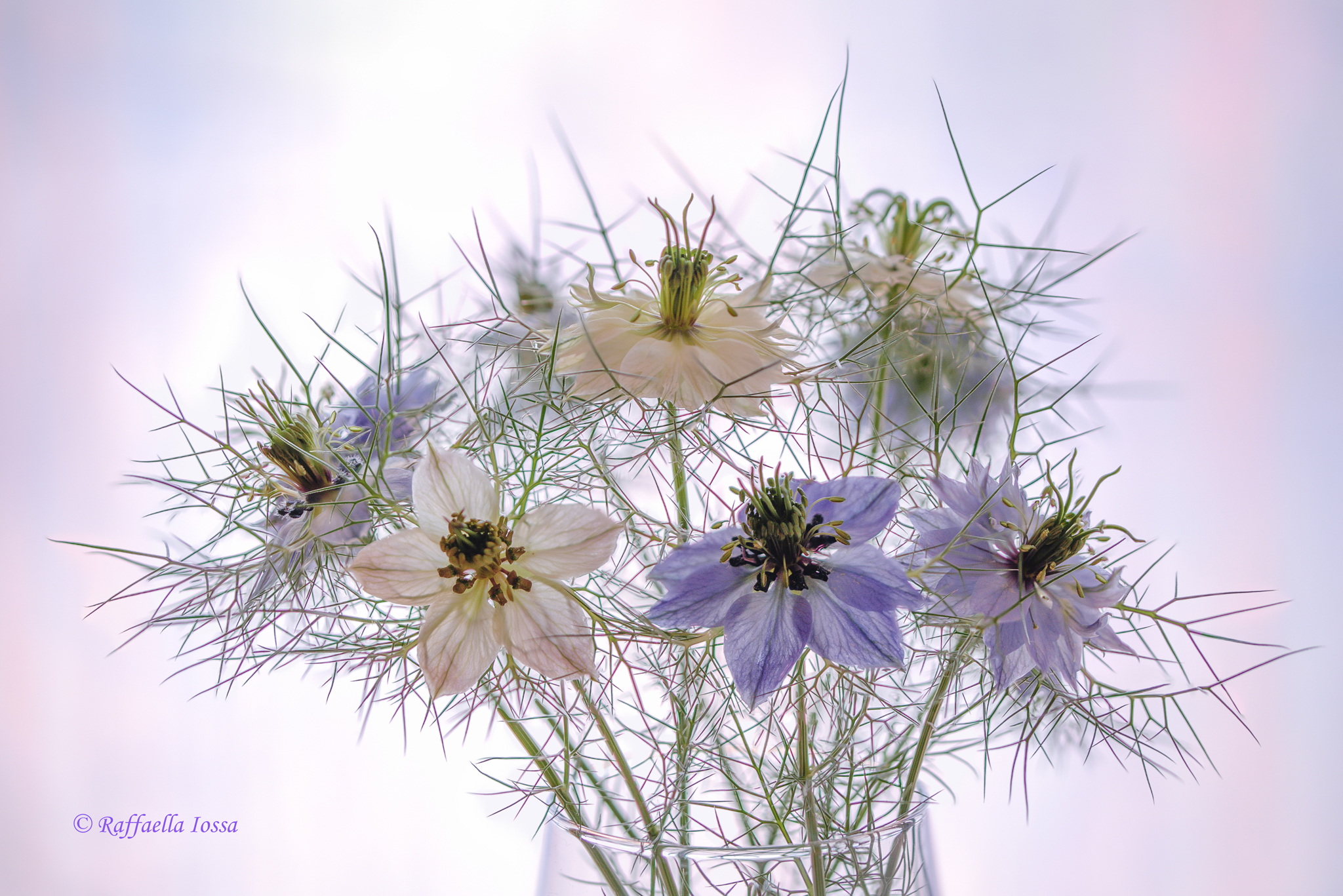 Nigella