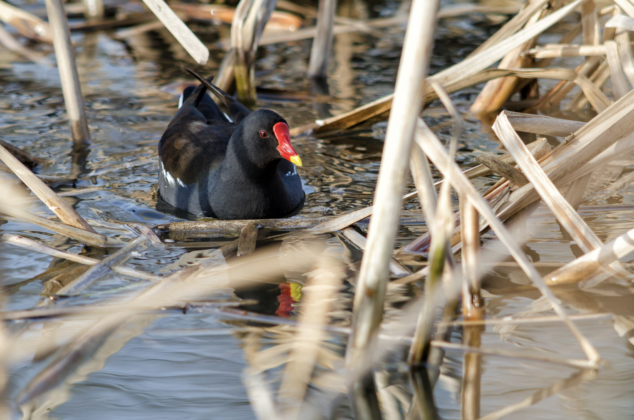 Gallinella