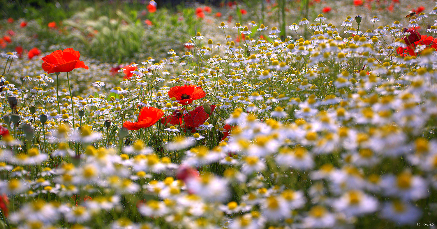 The Dance of wild flowers with the wind