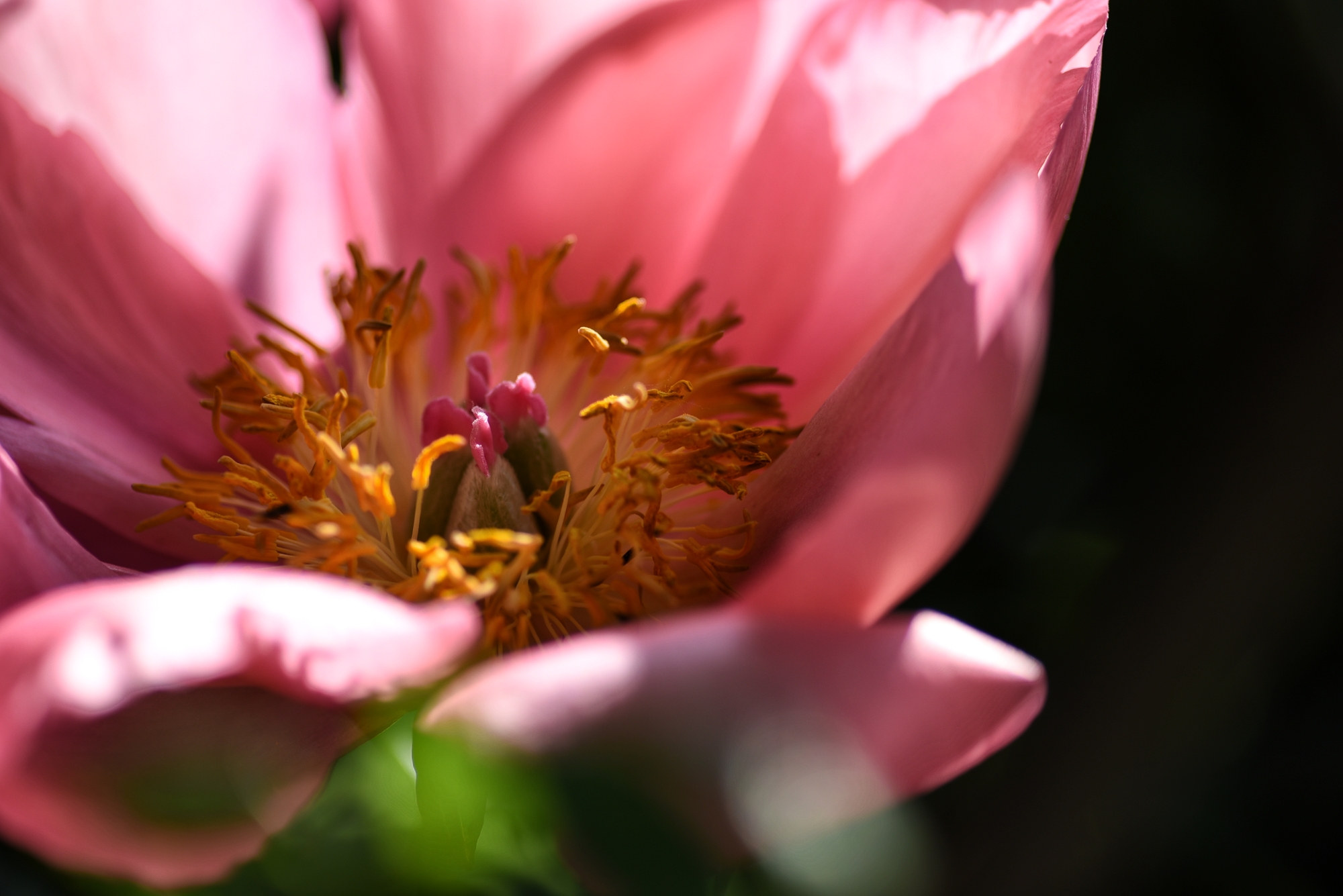 The flowers of the neighbor are more and more beautiful