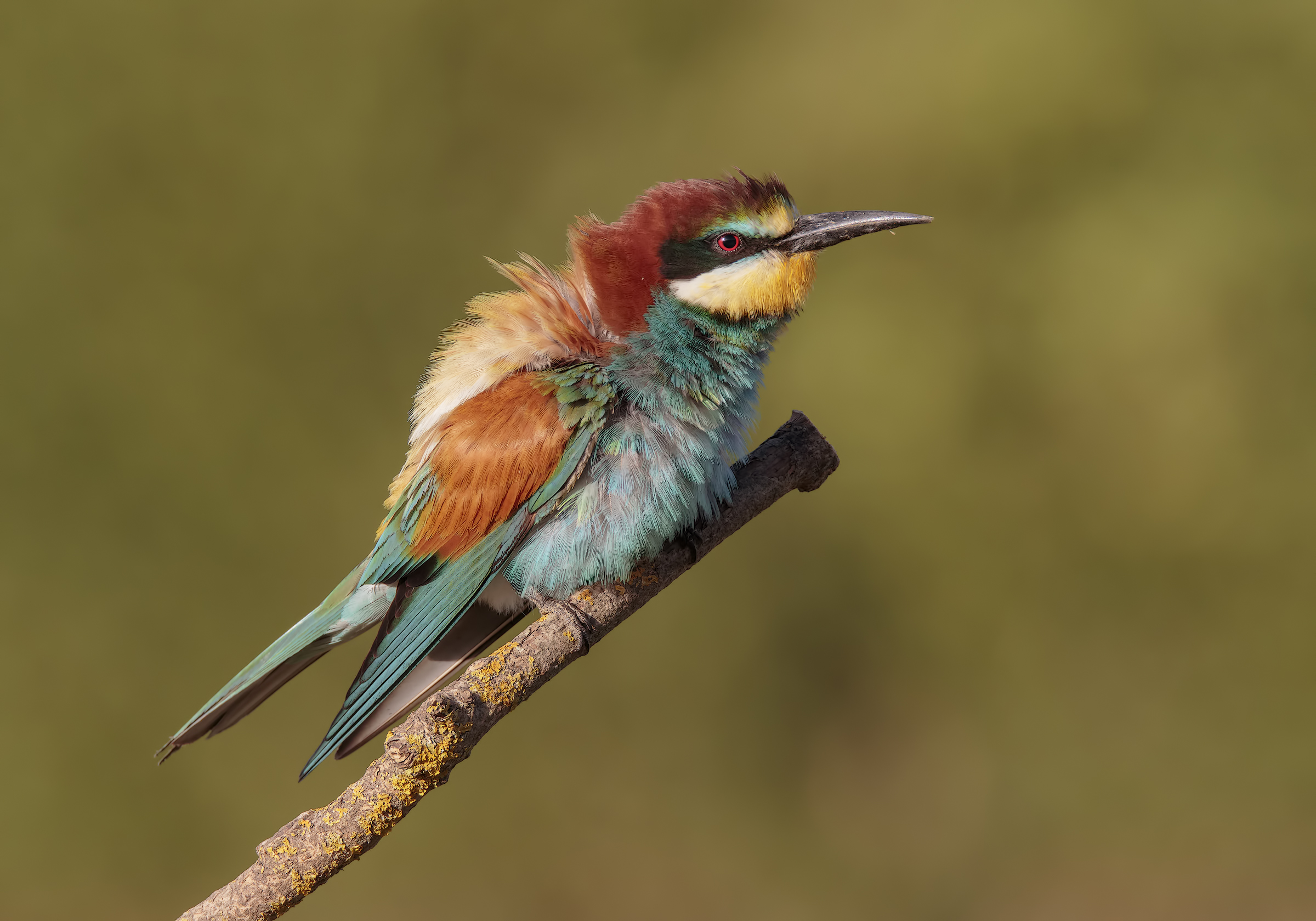 Una tavolozza di colori