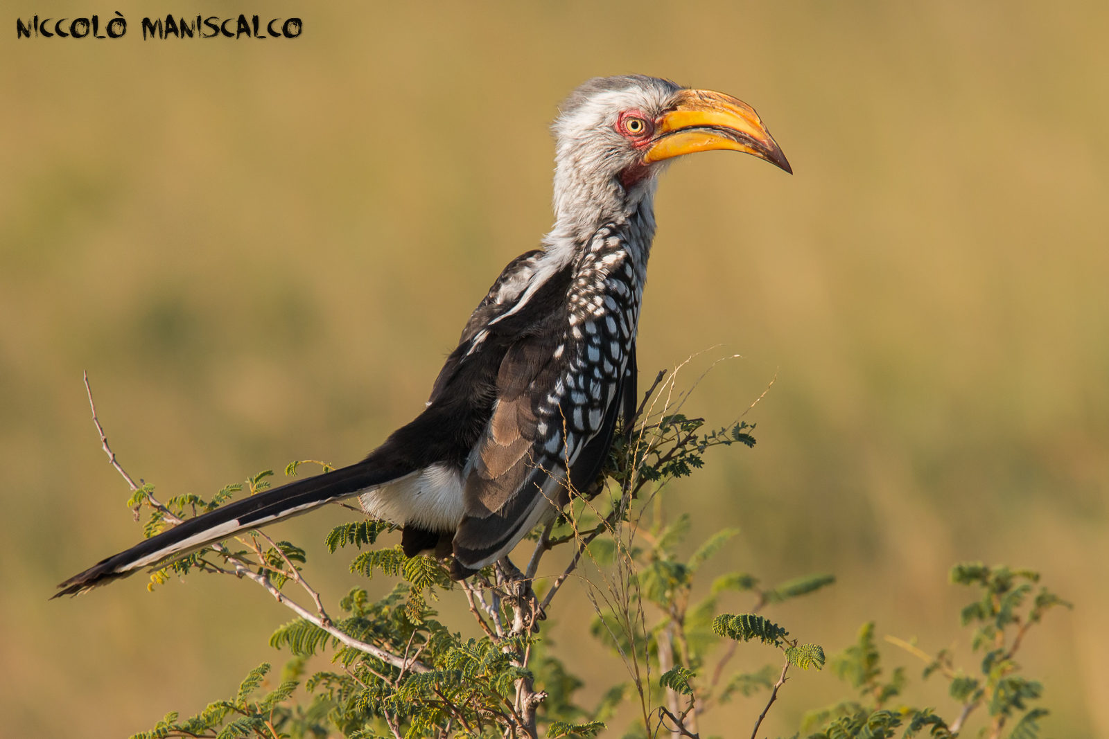 Red Billed Hornbil (Sudafrica)