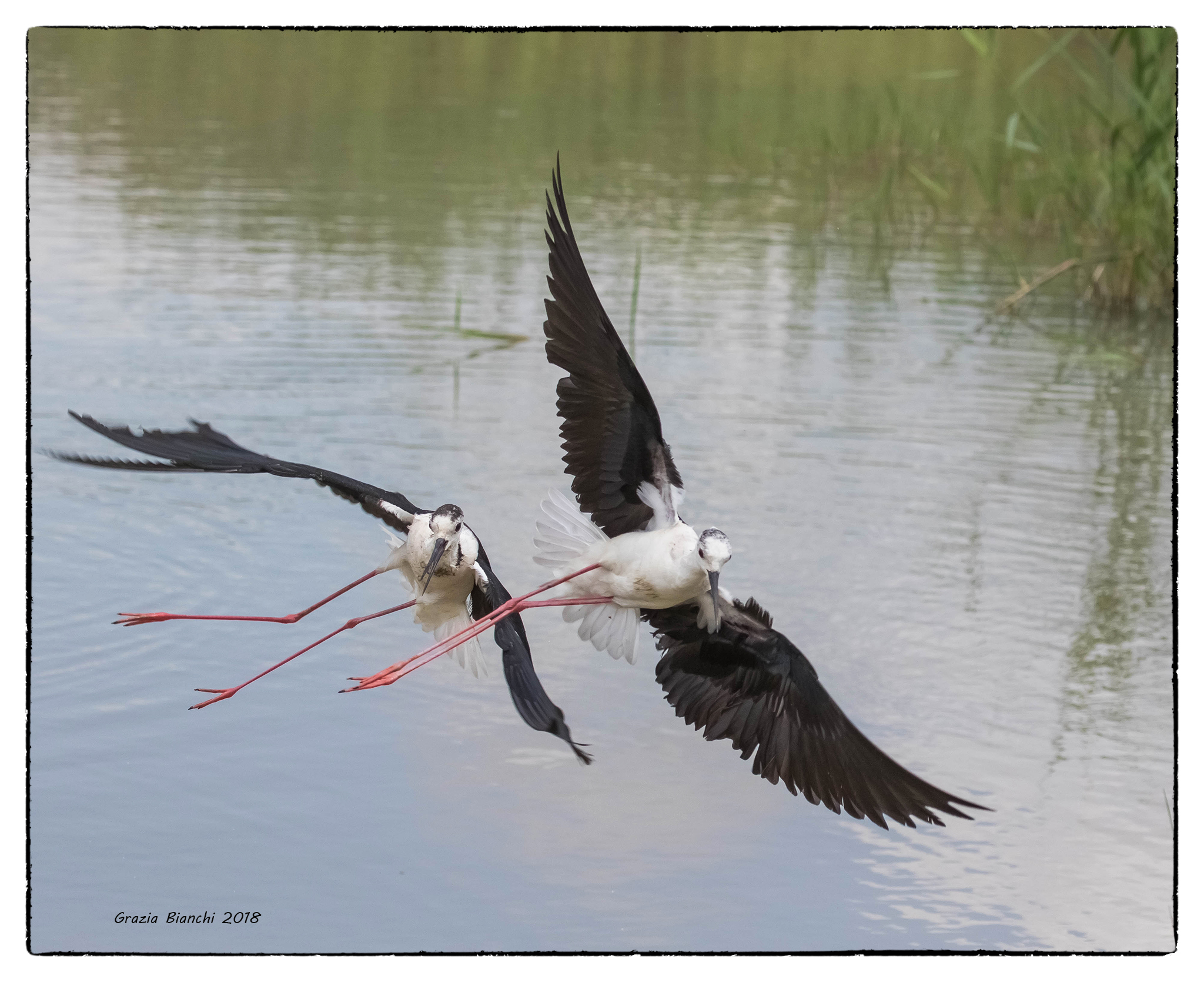 Knights of Italy-Park of the plain