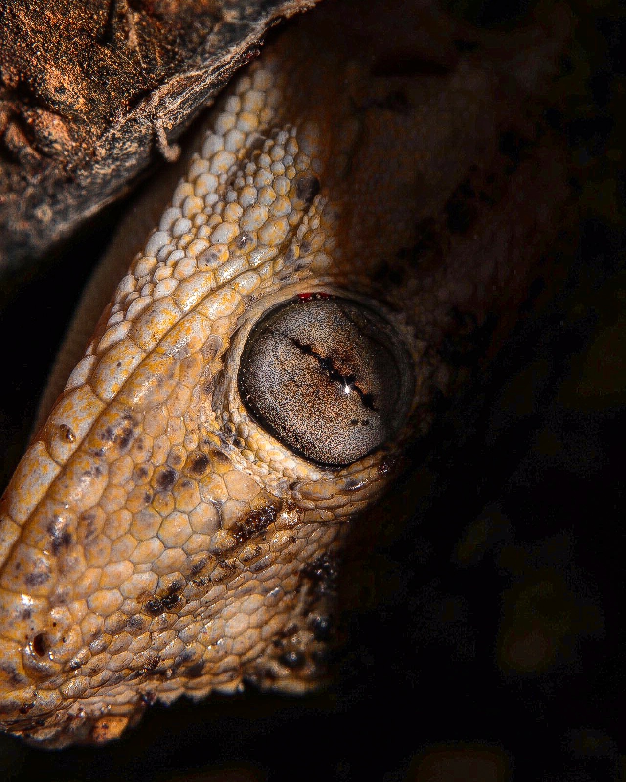 Hidden in the Shadows