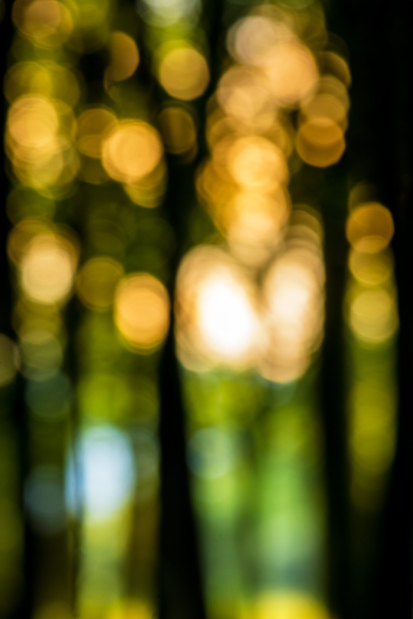 Out of focus in the pine forest